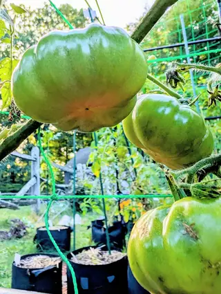 Three heavily ribbed Rosso Sicilian tomatoes seen from below on 11 September — the top one pleated into a deeply scalloped outline, glossy green with a faint pink-peach blush spreading around its blossom end — hanging in soft shade against sunlit trees.