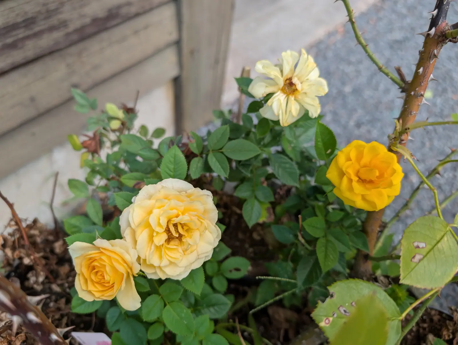 A Mini Rose carrying four double blooms on 11 September — two pale butter-yellow, one open around a golden boss of stamens, the other tighter and deepening to apricot-yellow at the heart — beside a fresh cupped one in deep gold and a spent one faded to cream.