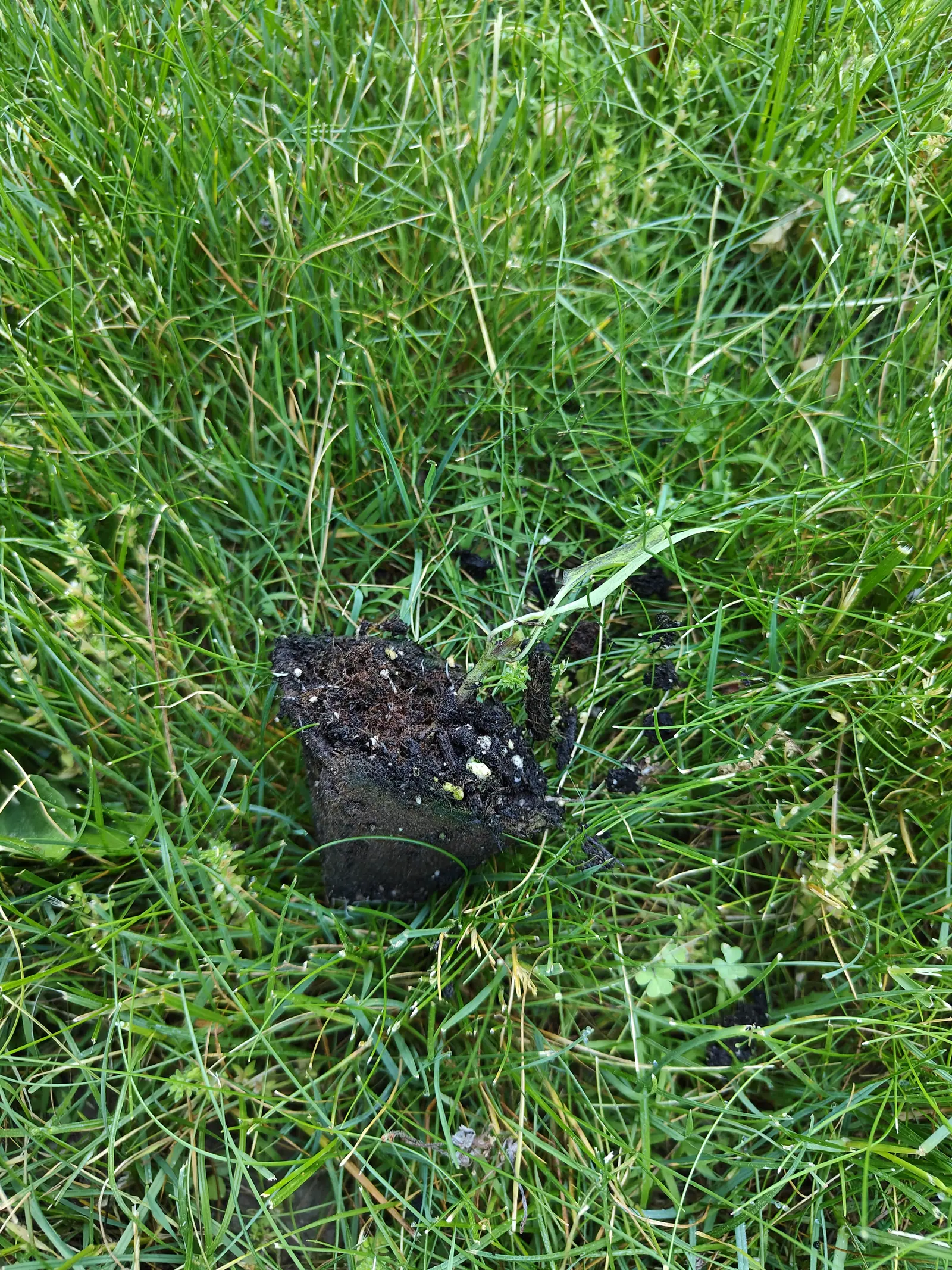 A root plug lying on its side on the mown lawn on 9 June, tipped out and dropped, one face still holding the molded shape of the cell it came from and the broken face a mat of root fiber — of the plant itself only a snapped stub and one crumpled tip.