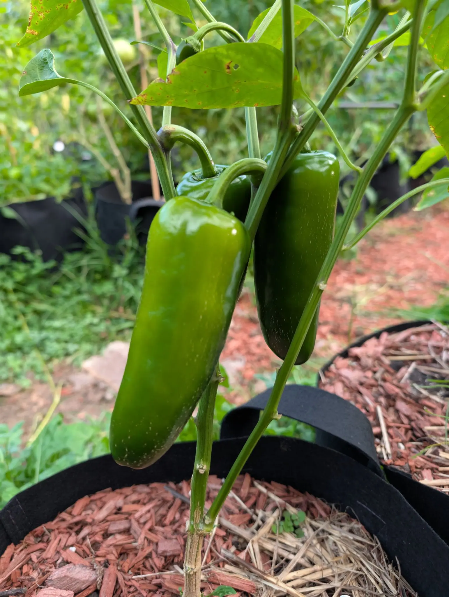 Two Megatron F1 jalapeno peppers hanging side by side on 11 September — blunt-ended, smooth and very glossy, one bright mid-green and the other a deeper green — each on a thick curved stalk ending in a shallow green cup, in soft bright daylight.