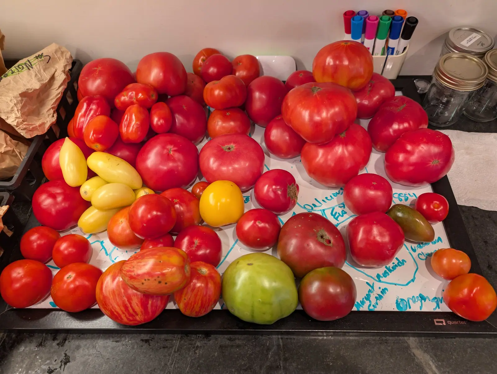 Several dozen ripe fruits heaped on a white board on 11 September, mostly red to deep pink and pleated into lobes at the shoulder, the broadest several times the smallest — one at the front still pale green all over, two dusky purple-brown beside it.