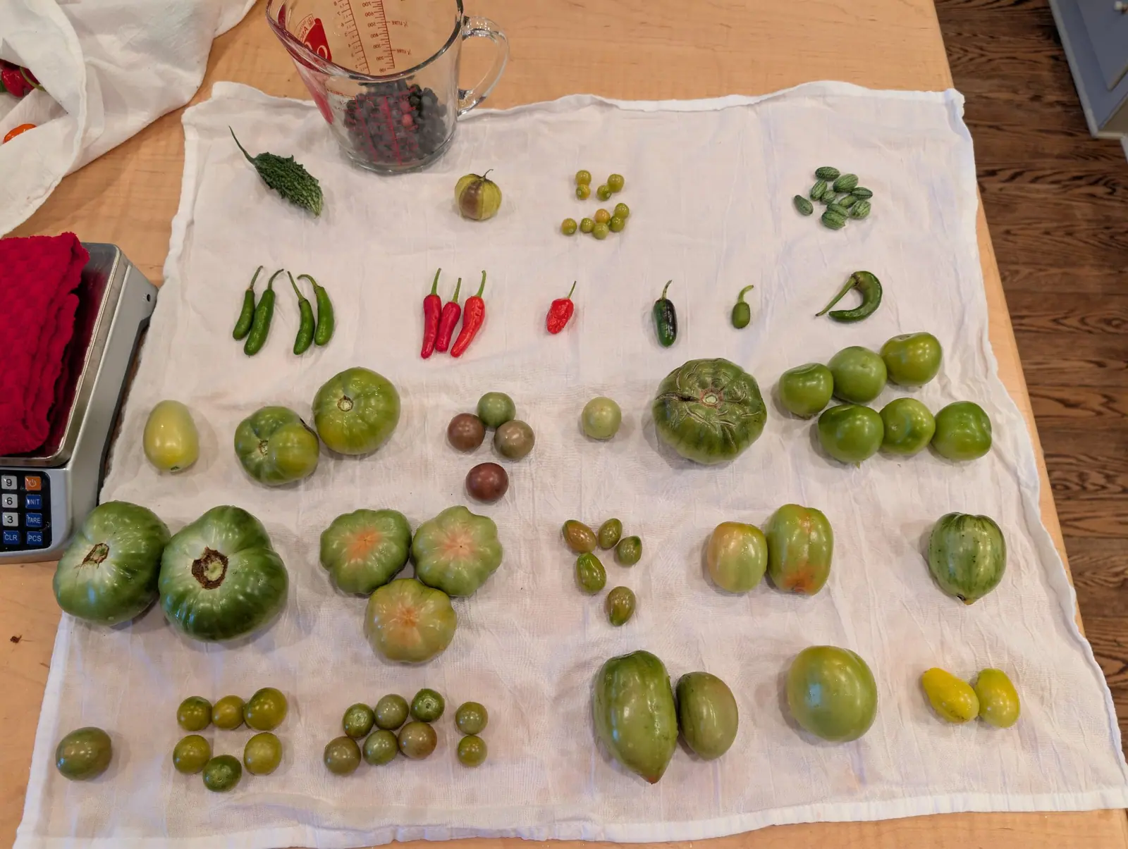 An 11 September picking in loose rows on wrinkled white cloth, nearly all of it green — one spindle-shaped and deeply warted on a thin curling stem, three scalloped and blushing orange-pink — and three long red pods, tapering to points, across the middle.