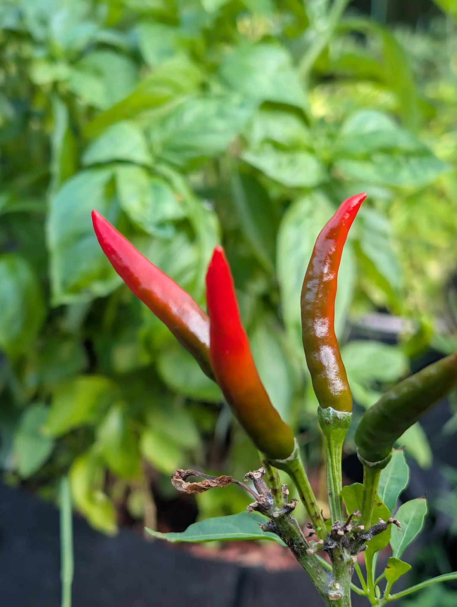 Yatsufusa peppers on 11 September, four pencil-thin pods standing erect from a single node, two of them red down the upper two thirds with a bronze band before the olive base. Dappled sun behind a blur of backlit leaves.