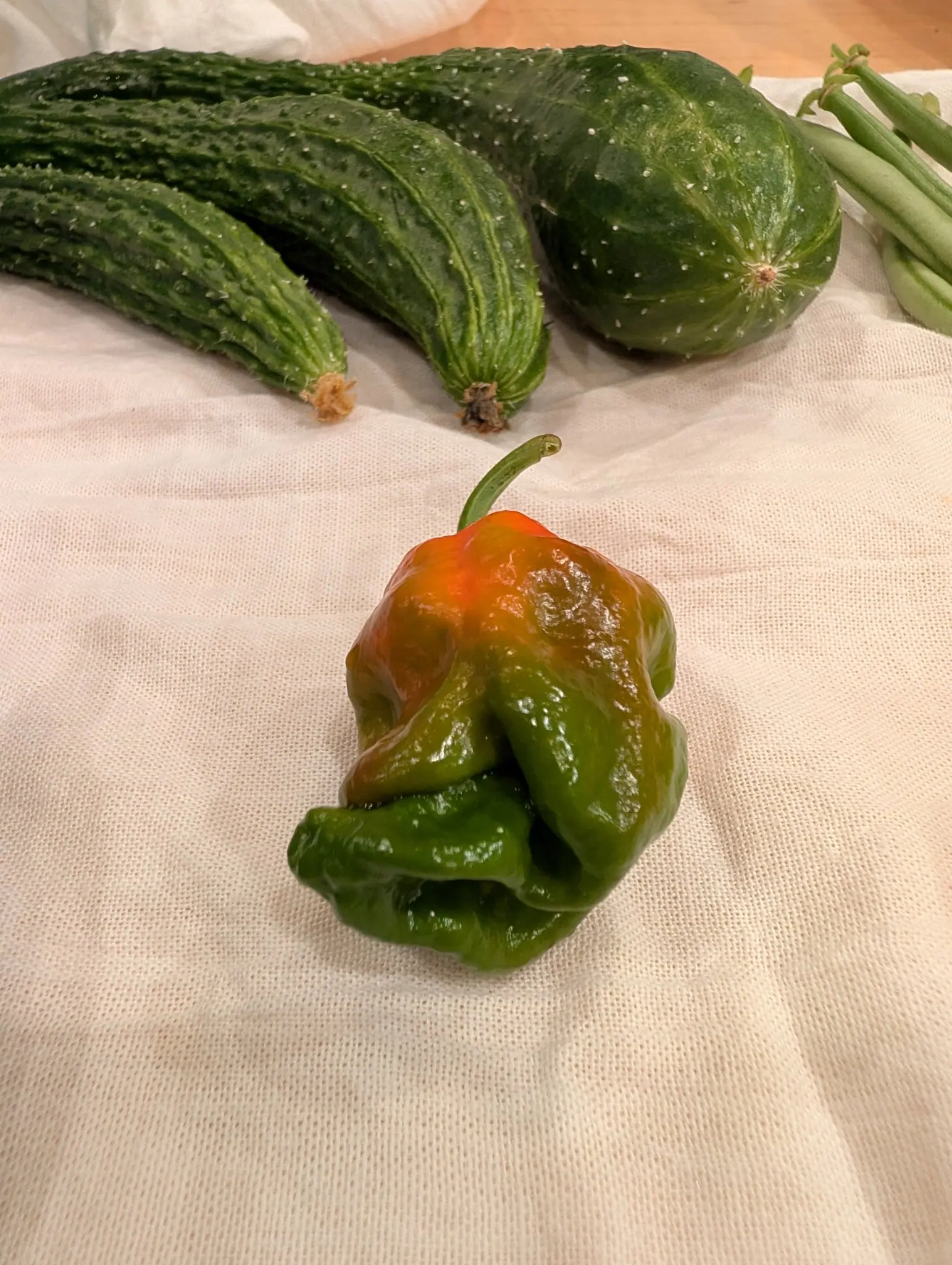 A single wrinkled pod rests alone on cream cloth on 11 September, its broad dimpled shoulders flushed orange and tan while the lower half stays deep green, the creased tip puckered rather than pointed. Warm indoor light falls from the upper left.