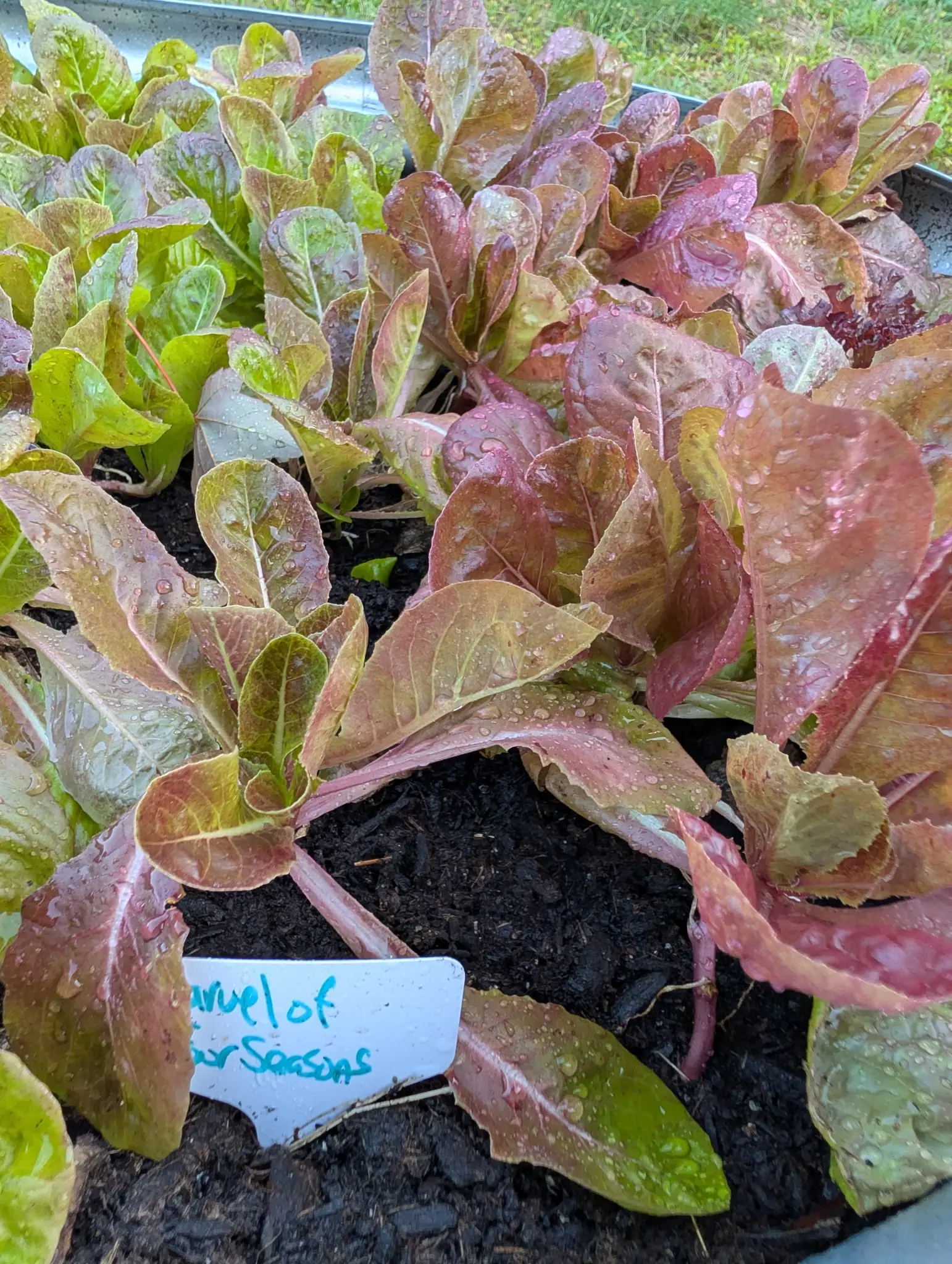 Marvel of Four Seasons lettuce on 11 September, a dozen loose open rosettes not yet hearted, coppery wine-red leaves fading to chartreuse at each center, with fat rain droplets running along the white midribs under flat gray light.