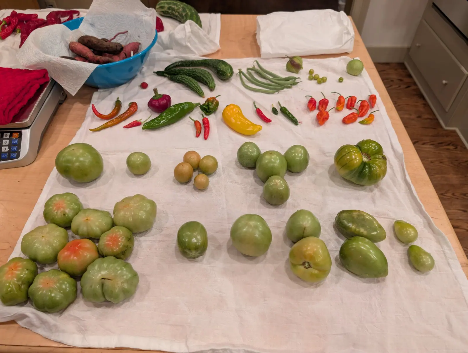 A whole day's picking laid out on white cloth on 11 September, sorted into rows: ribbed flattened green fruits blushing orange stars at the blossom end, a dozen wrinkled bonnet-shaped pods from red to orange. Warm kitchen light, no sun.