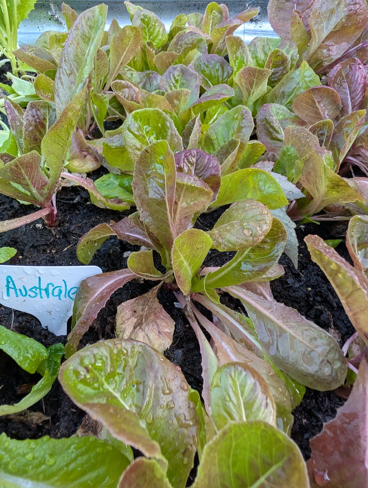 Lettuce Australe on 11 September, a bed of young open rosettes with no heart yet, their puckered yellow-green leaves deepening to wine-red at every tip and margin, every blade beaded with water. Soft overcast light, no shadow anywhere.
