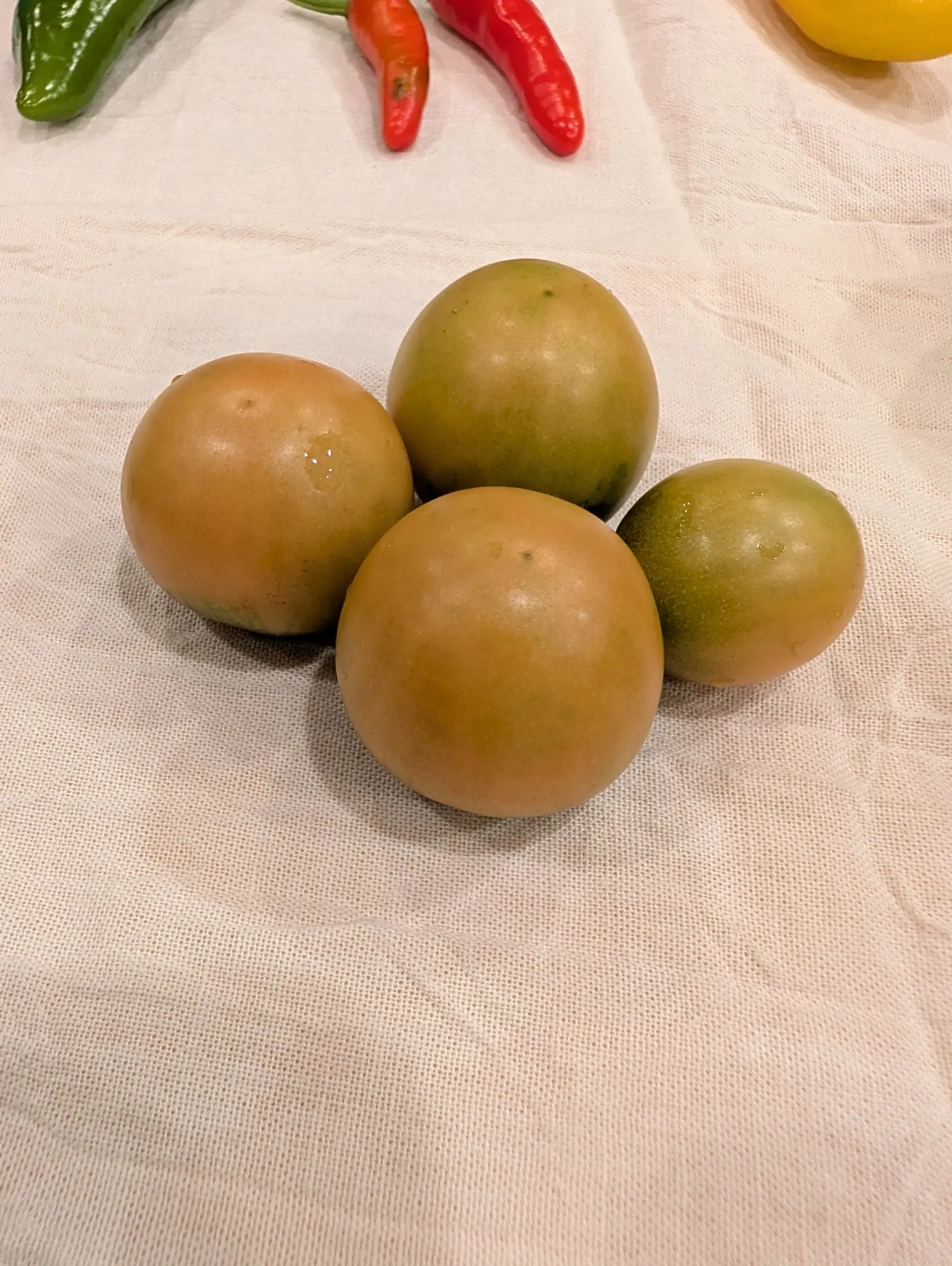 Four round, slightly flattened fruits rest in a loose cluster on wrinkled white cotton on 11 September; the two nearest have turned pale tan-orange with green shoulders, the others still matte green. Warm indoor light, soft shadow beneath.