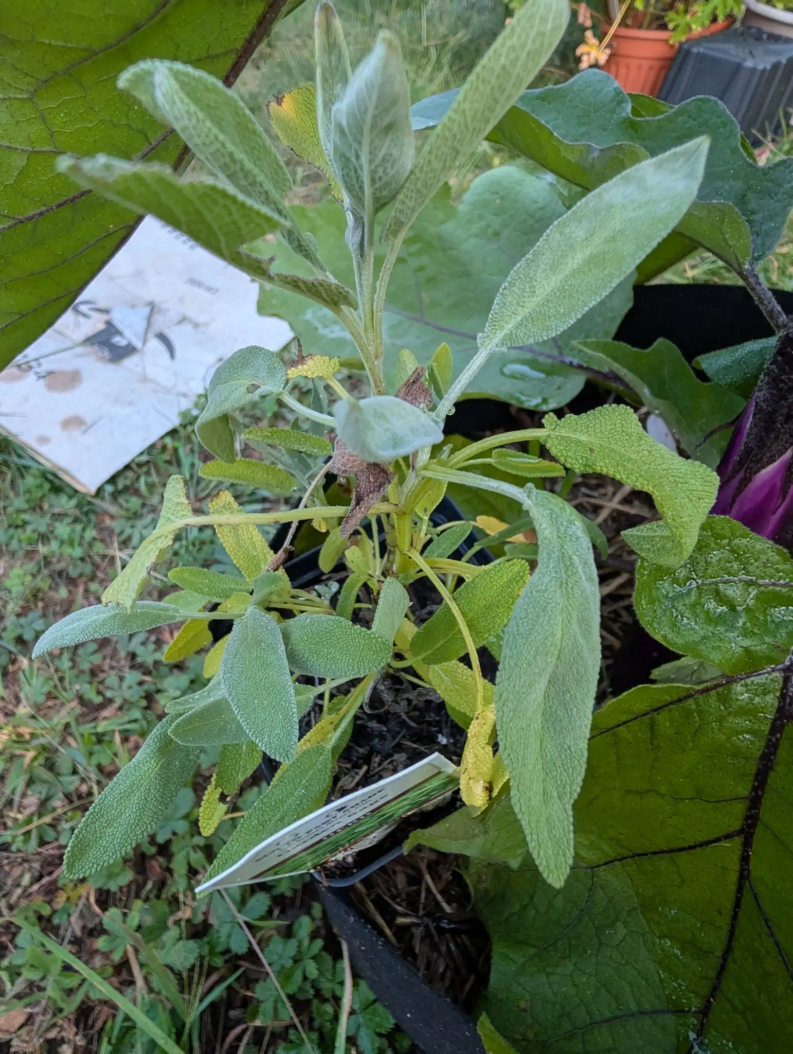 Garden Sage, potted and set out on the grass on 11 September, one upright shoot with a loose skirt of side branches whose youngest leaves come out almost silver-white with felt. Fine water droplets, flat overcast light.