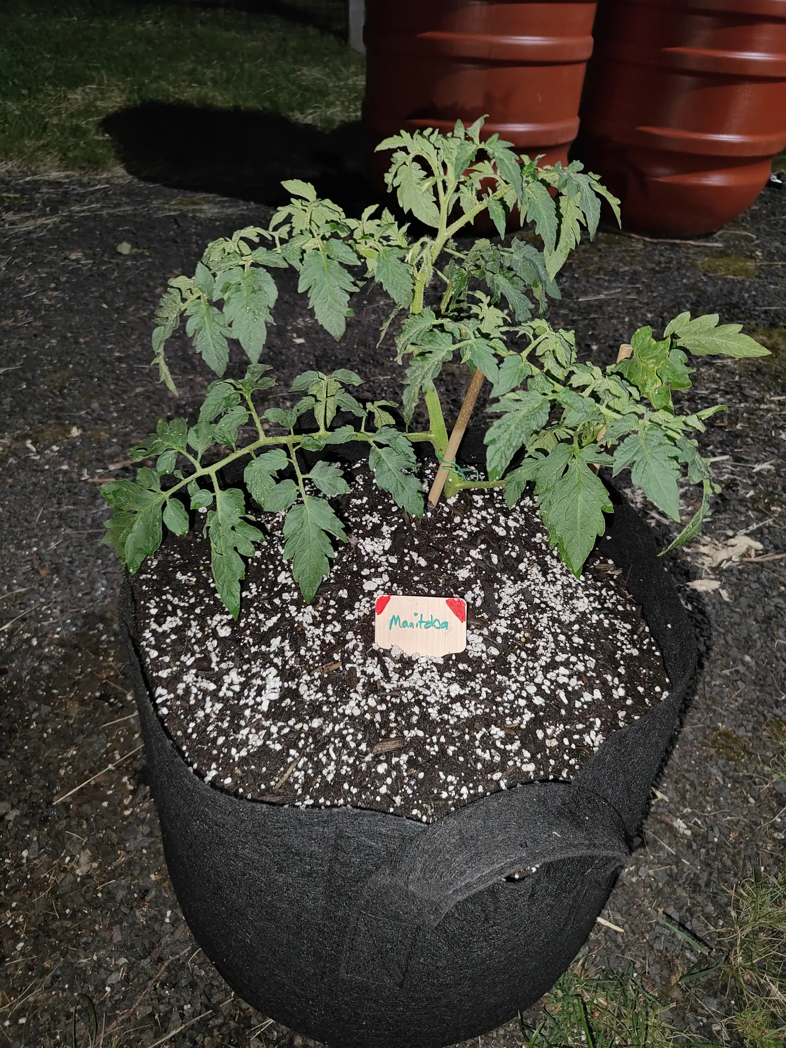 A Manitoba tomato on 9 June, shot after dark with a flash that picks out the pale fur along every stem and leaf underside and throws a hard plant-shaped shadow across the grass, the background dropping away to black behind it.