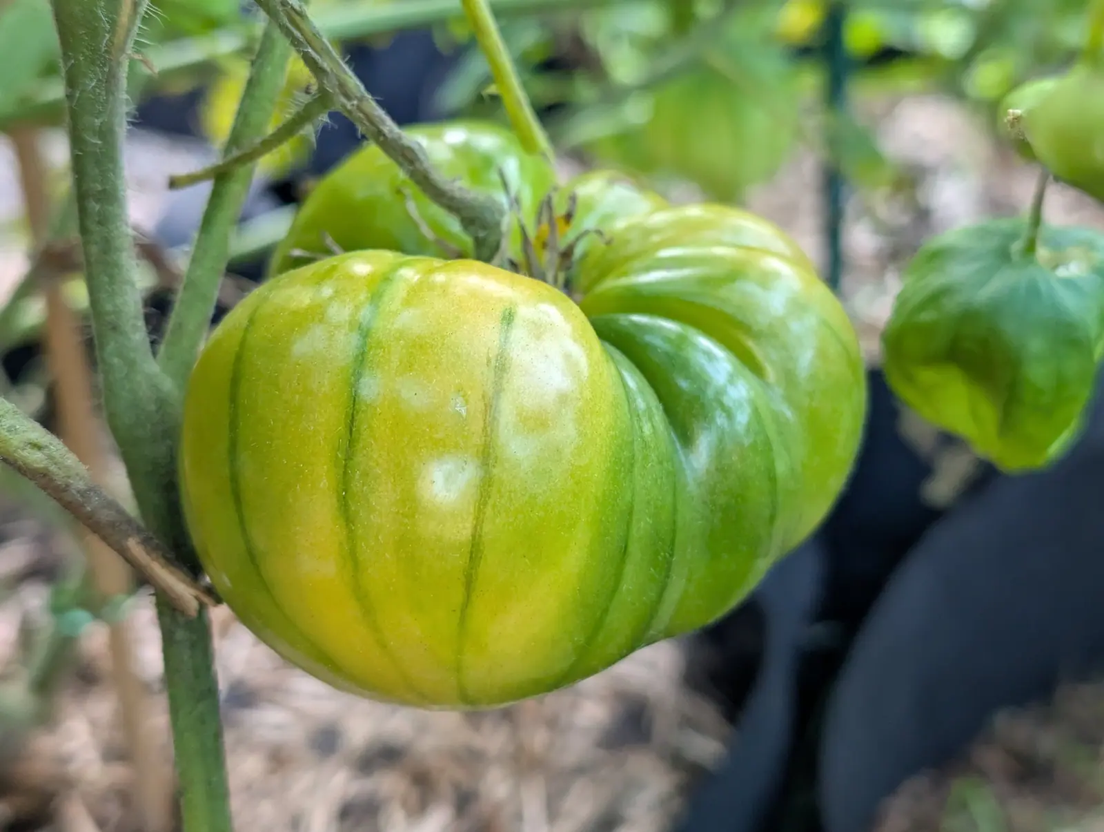A Pineapple Tomato hangs unripe on 11 September, broad and squat with deep vertical creases dividing it into lobes, green shading to pale cream on one face, a twin of the same size behind it on the woody truss in soft dappled shade.