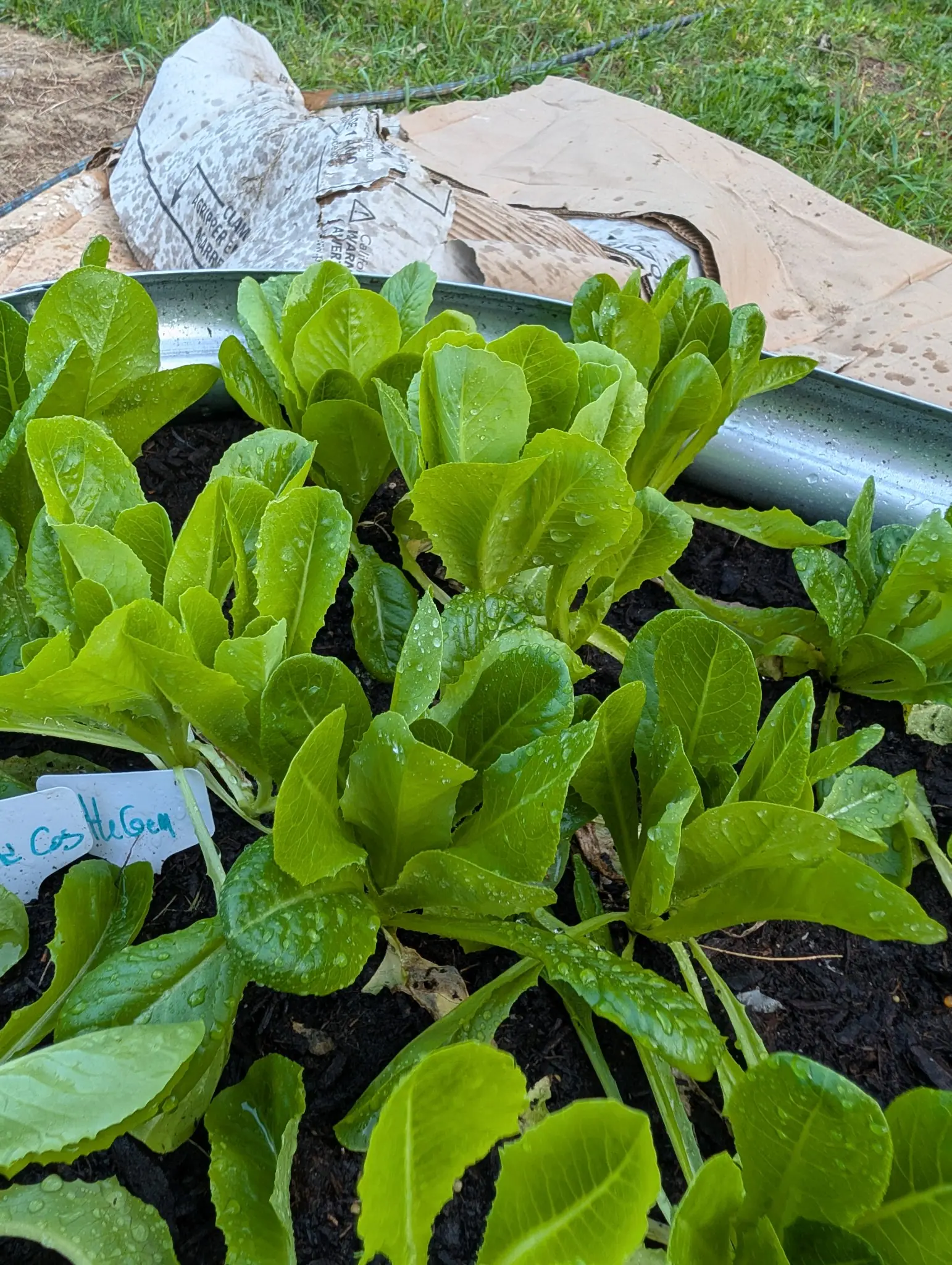 Little Gem lettuce on 11 September, eight or so upright cos rosettes of blistered yellow-green leaves well short of hearting up, one plant at right cropped to short pale stubs. Water beads on every leaf under flat overcast light.