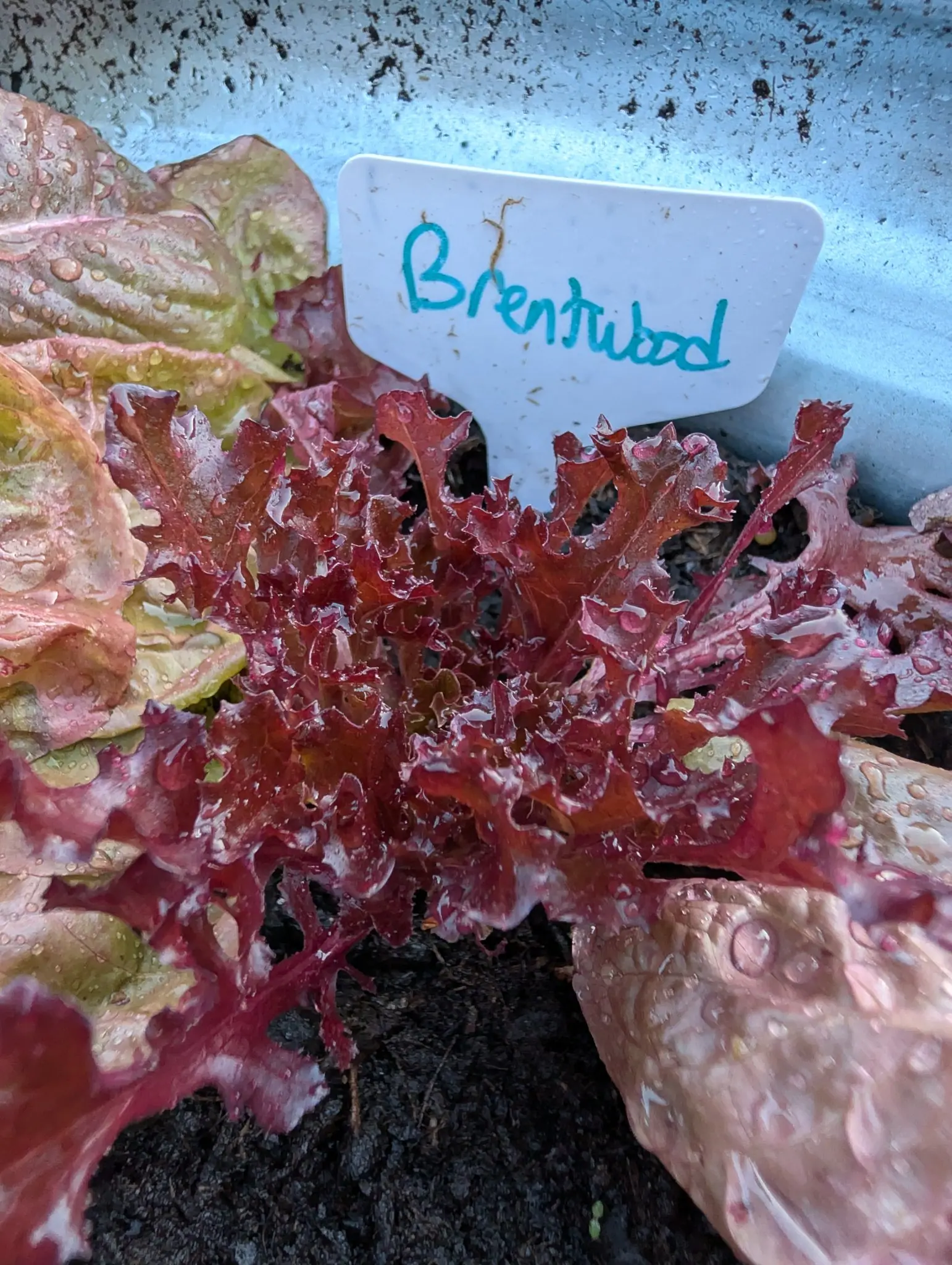 Lettuce Brentwood on 11 September, a deep wine-red rosette whose oak-lobed, crisped leaves run straight onto broad flat whitish-pink midribs with no stalk, pale pink ribbing beneath. Clear water beads sit in every fold under flat gray overcast.