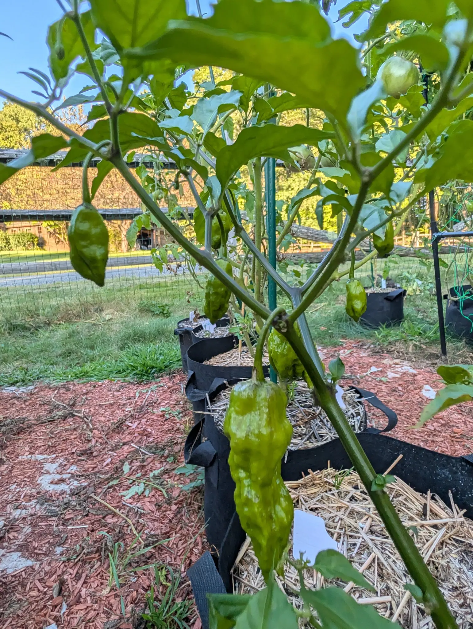 Ghost peppers on 11 September, at least six pale pods hanging pendant under small green calyces, the largest a finger-shaped taper with deeply wrinkled, dimpled skin and a hooked tip. Late low sun backlights the curled leaves.
