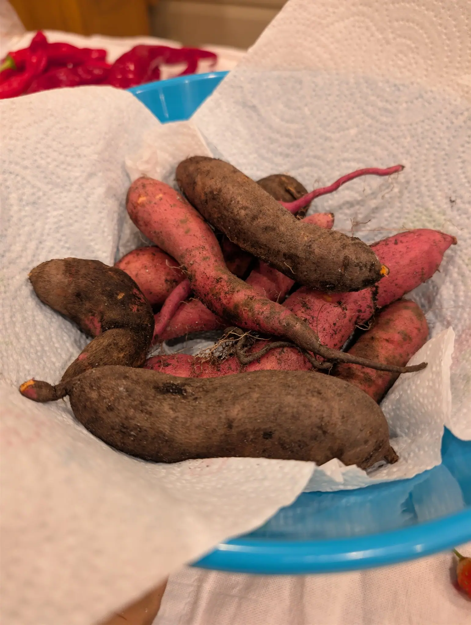 Sweet Potatoes dug on 11 September, heaped on a paper-towel-lined plate: three snapped ends show small patches of pale orange flesh, and a thin pink root tail curls off one root and trails across the towel. Warm indoor light.