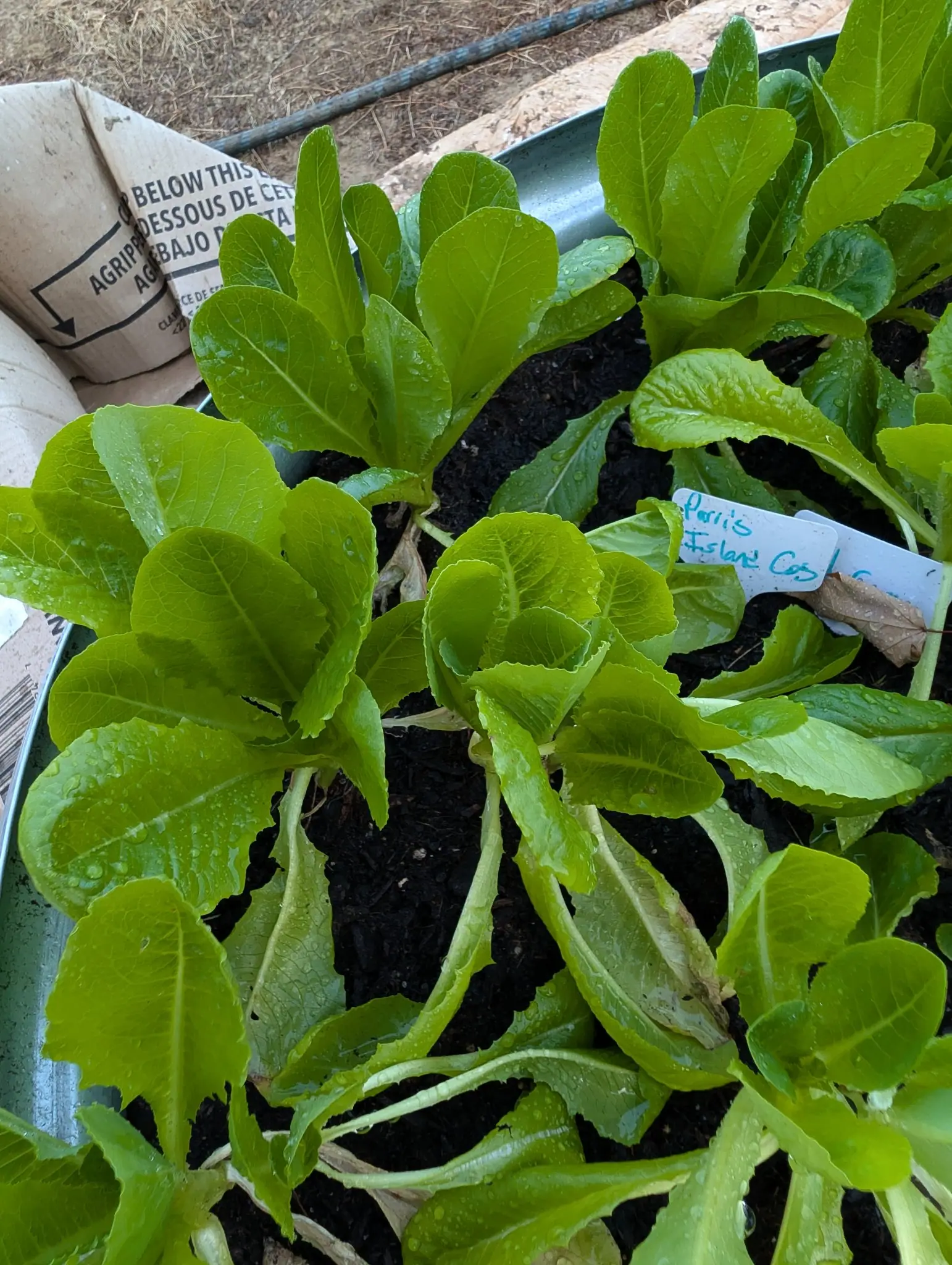 Parris Island Cos lettuce on 11 September, seven or eight rosettes in a galvanized tub, their puckered yellow-green blades beaded with water and the newest center leaves just cupping into loose hearts. Light is flat and shadowless.