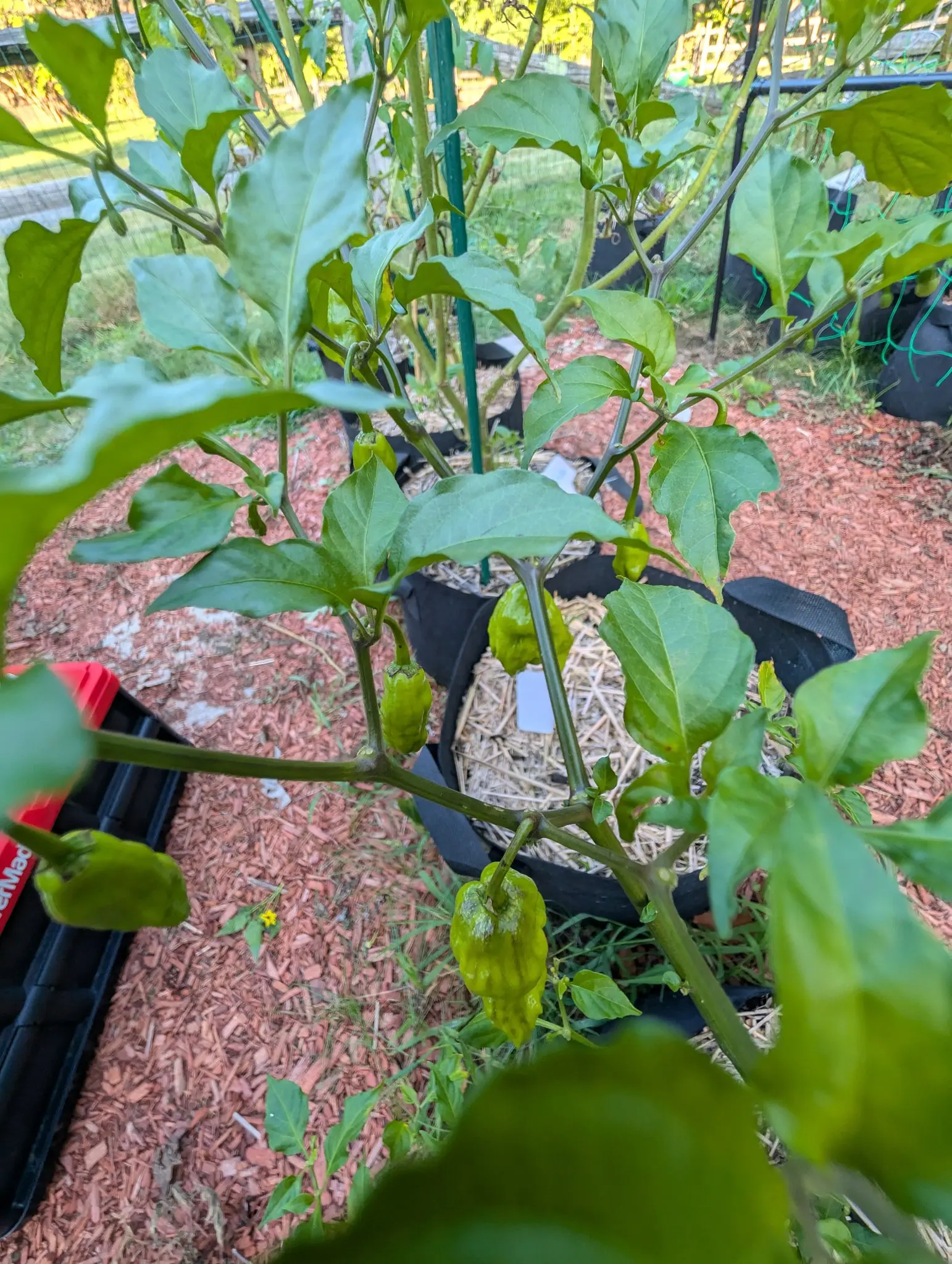 Ghost peppers on 11 September, six or so pods hanging pendant from the nodes, still entirely green to yellow-green and glossy, each wrinkled skin tapering to a pointed, slightly hooked tip. Low evening light warms the grass behind.