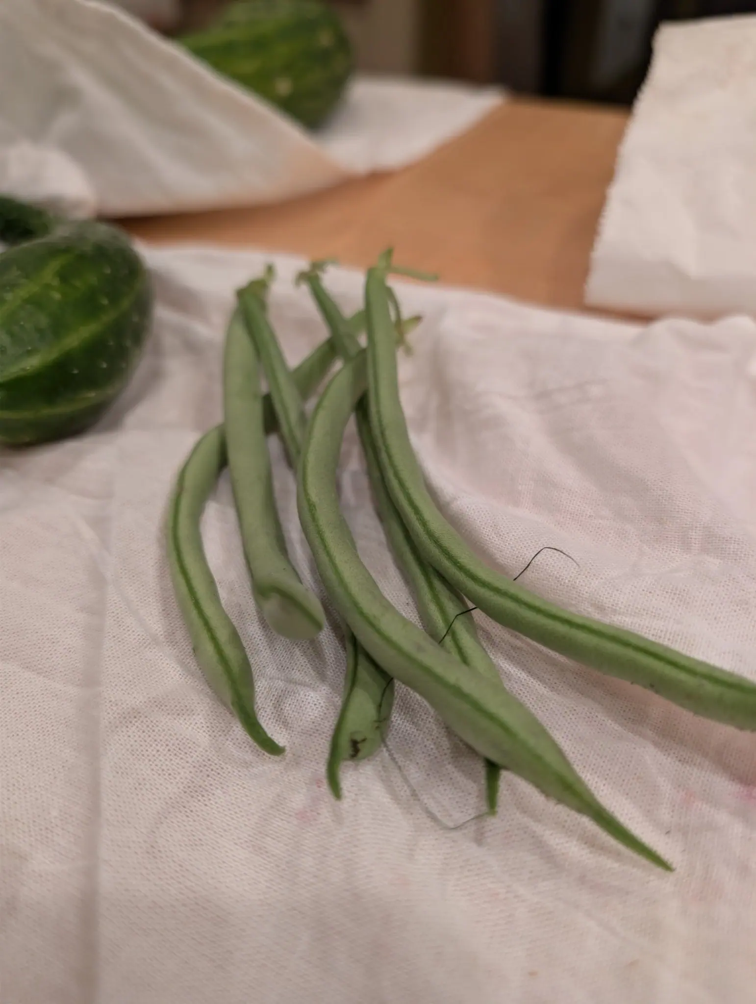 Contender bush beans on 11 September, six or so pods in a loose bundle with a darker green suture running the length of each dorsal edge and hooked style-beaks still on the blossom ends. Warm dim indoor light on crumpled white cotton.