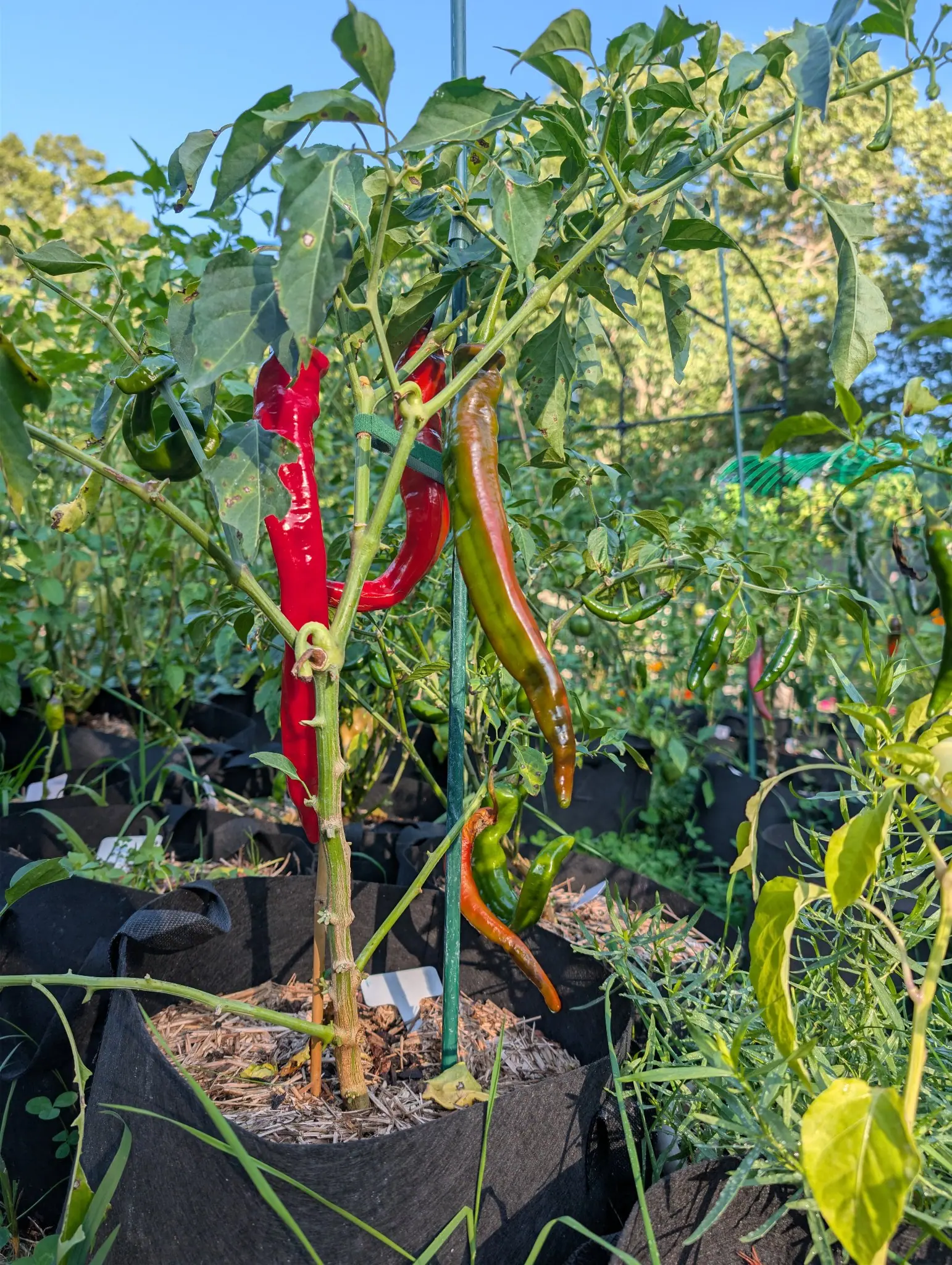 Ristra Cayenne II peppers on 11 September, one glossy scarlet pod at left chewed down to a skeleton while a long center pod shades from olive shoulder to brown-red tip. Late sun rakes in from the right.