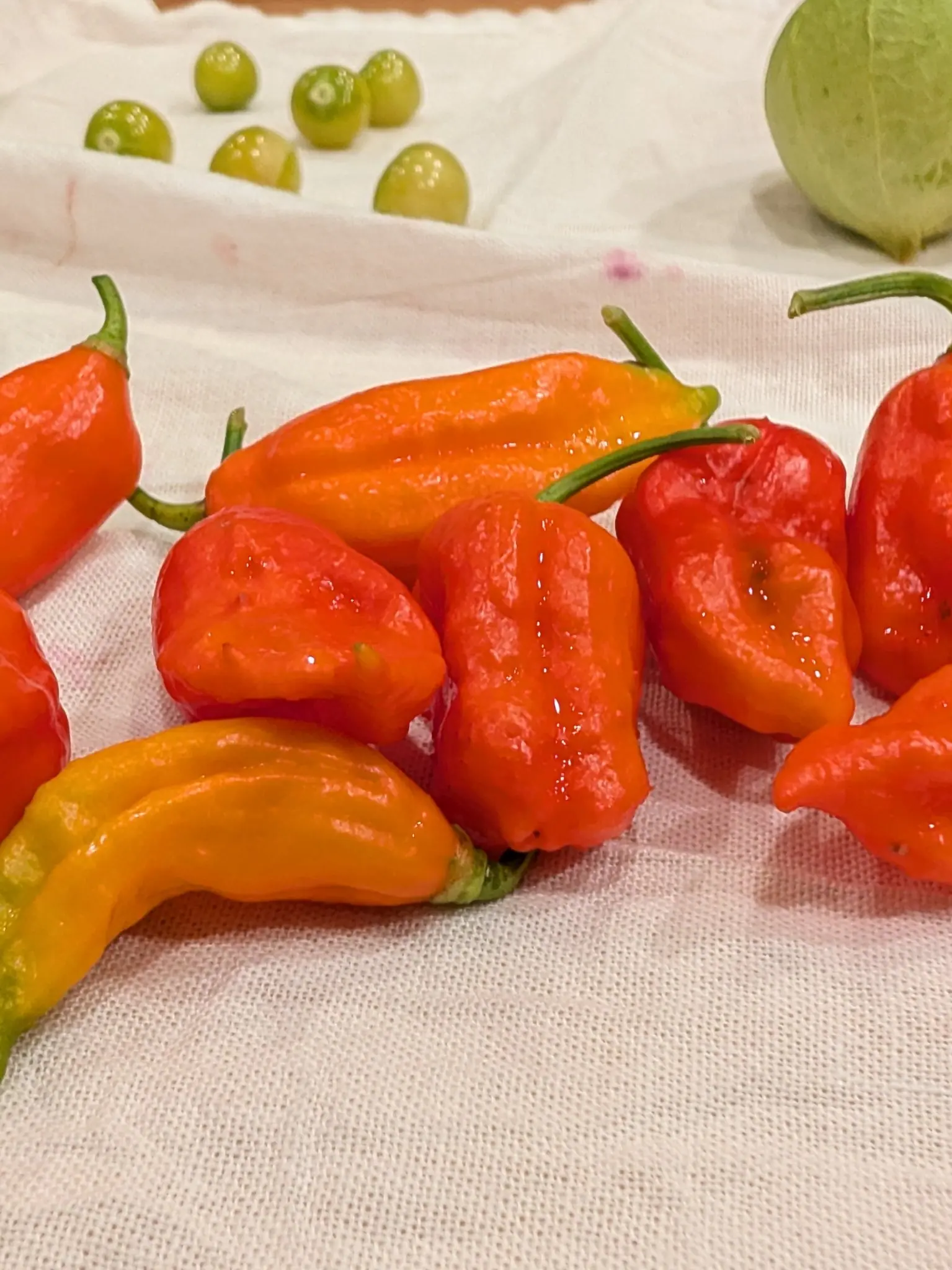 Ghost peppers heaped on a white woven cloth on 11 September, skins deeply puckered with lengthwise creases, one curved pod still grading from yellow-green at the stem end through orange to red. Warm indoor light glosses the shoulders.