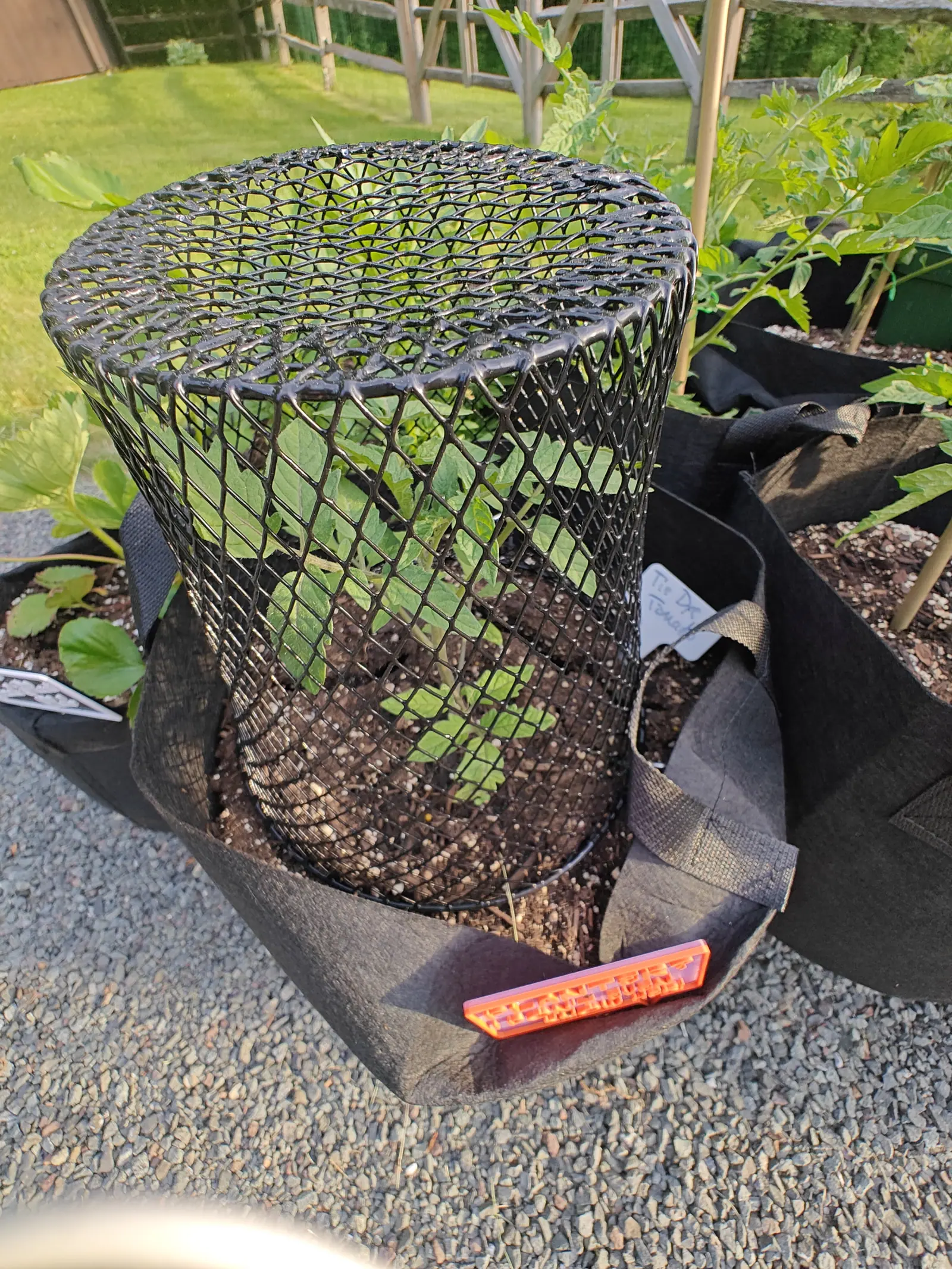 A Tie-Dye tomato on 5 June, seen through the diamond mesh of the guard standing over it, its new growth still pale yellow-green at the tip, with low sun raking in from the left and putting hard highlights along every wet wire.