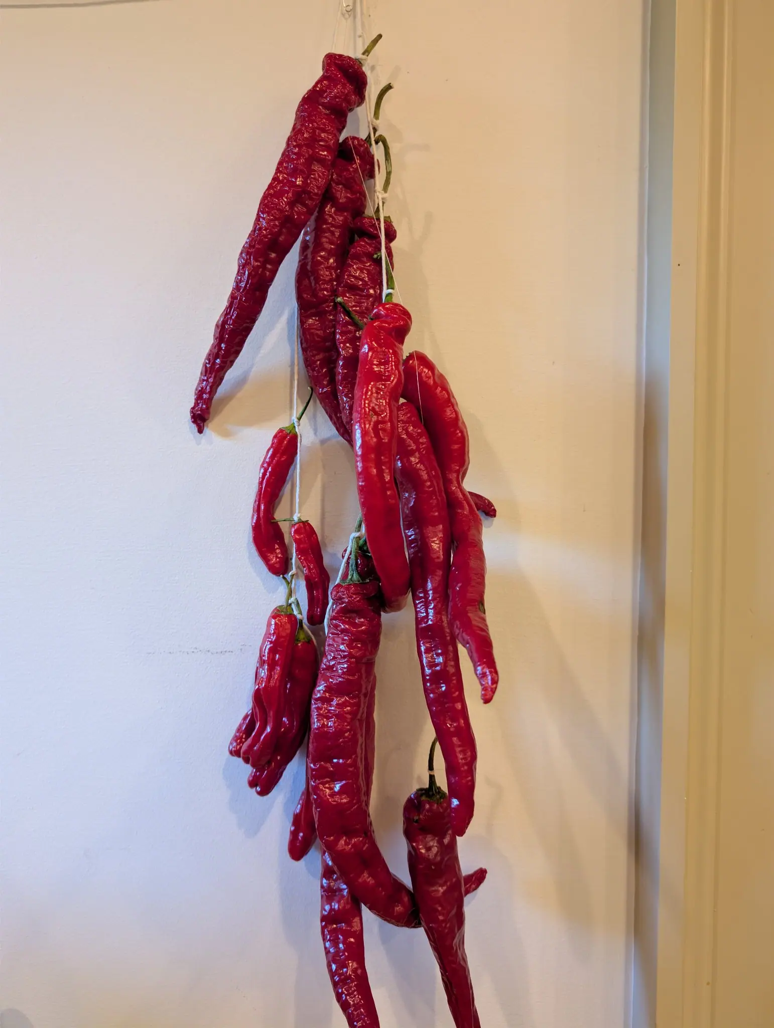 Ristra Cayenne II peppers on 12 September, two dozen pods strung on cotton twine, the newest still glossy scarlet while the darker ones wrinkle crosswise as they begin to collapse. Soft indoor daylight from the left casts the whole string in shadow on the wall.