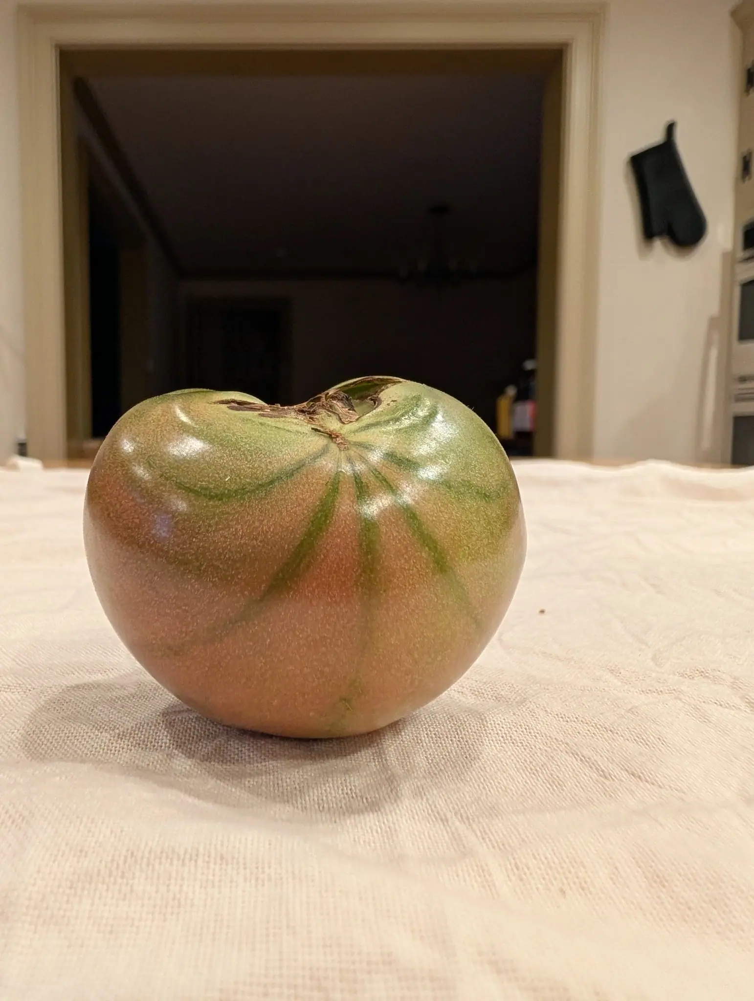 Manitoba tomato on 14 September, a single ribbed fruit turning from green at the stem end to dusty rose and orange-red below, the shriveled papery calyx still curled at the crown. Warm overhead light indoors at night.