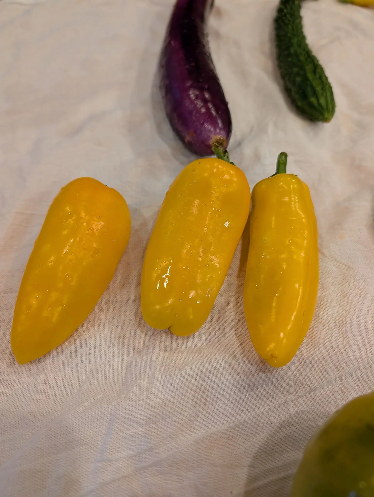 Pick-N-Pop Yellow peppers, harvested on 15 September: three blocky-conical fruits laid side by side, still beaded with rinse water, two keeping short green stems with the calyx flaring over the shoulder. Flat indoor light on rumpled white cloth.