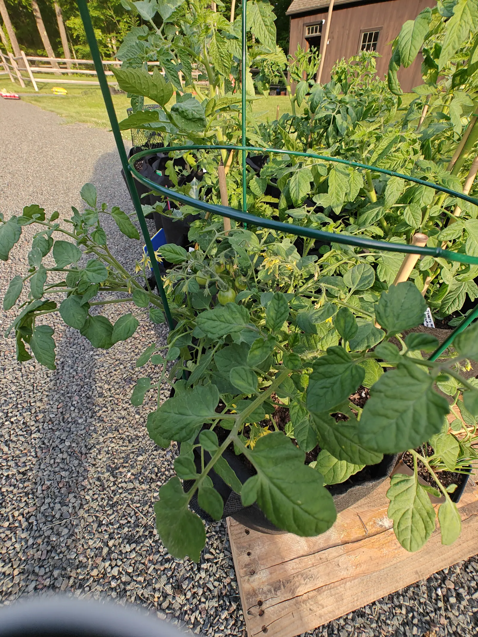A Cherry Falls tomato on 5 June, sprawling out sideways rather than up, carrying a truss of six hard green fruit with the shriveled brown flower still clinging to two of them and open yellow stars further along the branch, in low raking side light.