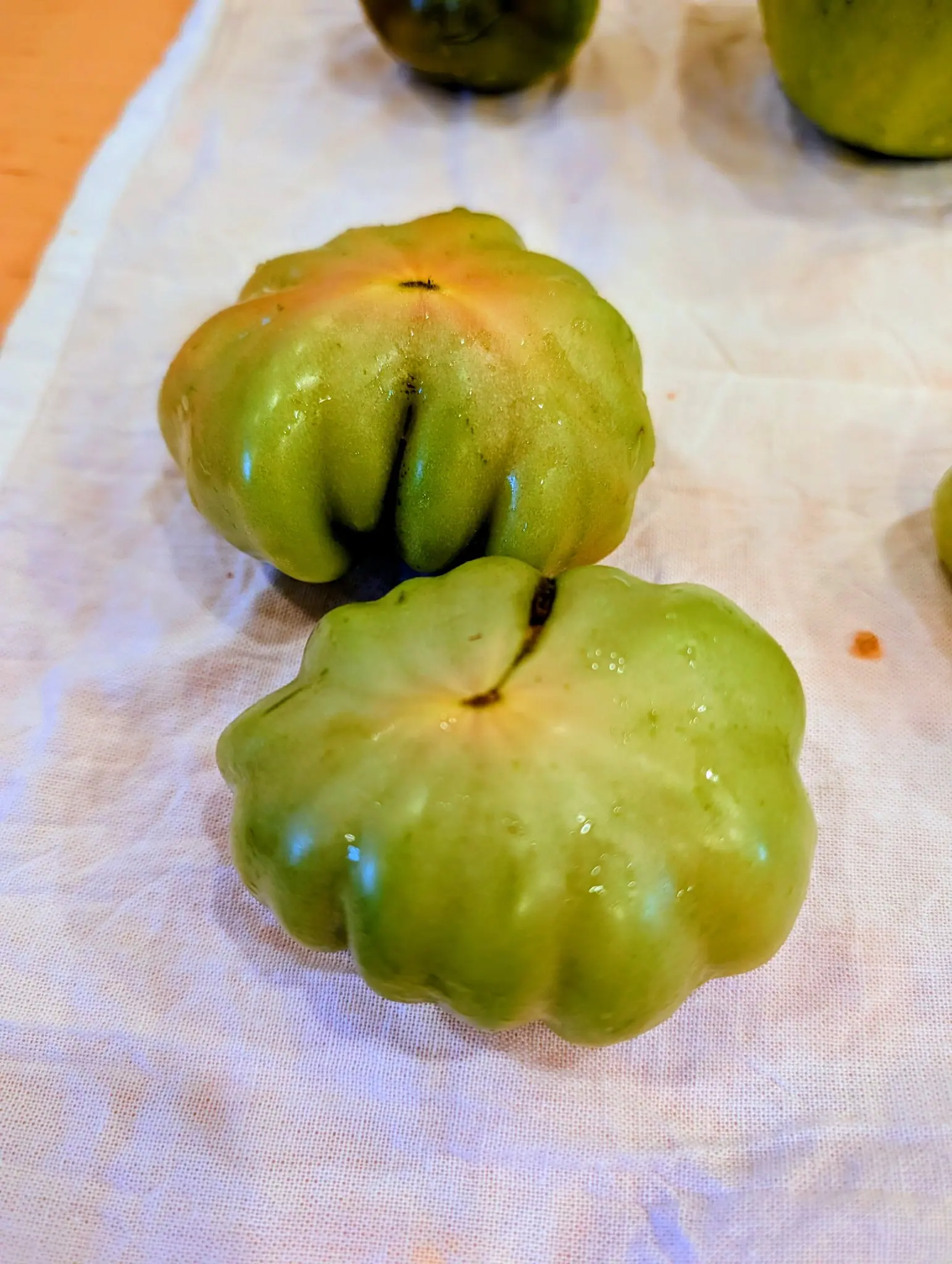 Rosso Sicilian tomatoes on 15 September, two broad ribbed fruits resting on white cloth, still pale yellow-green with a faint pink blush across the shoulders and dried corky scars where the calyx pulled away. Soft indoor light from the left.
