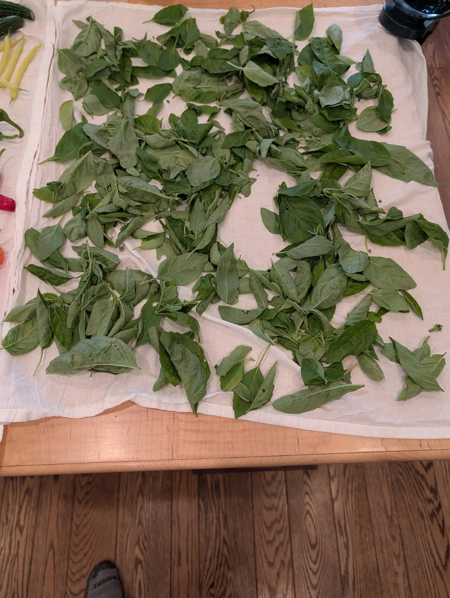 Several hundred loose green leaves dry in a single layer on a white cotton cloth on 16 September, most still paired on short sprigs, their quilted surfaces sinking between veins and curling gray-green at the edges. Flat indoor light, no shadows.