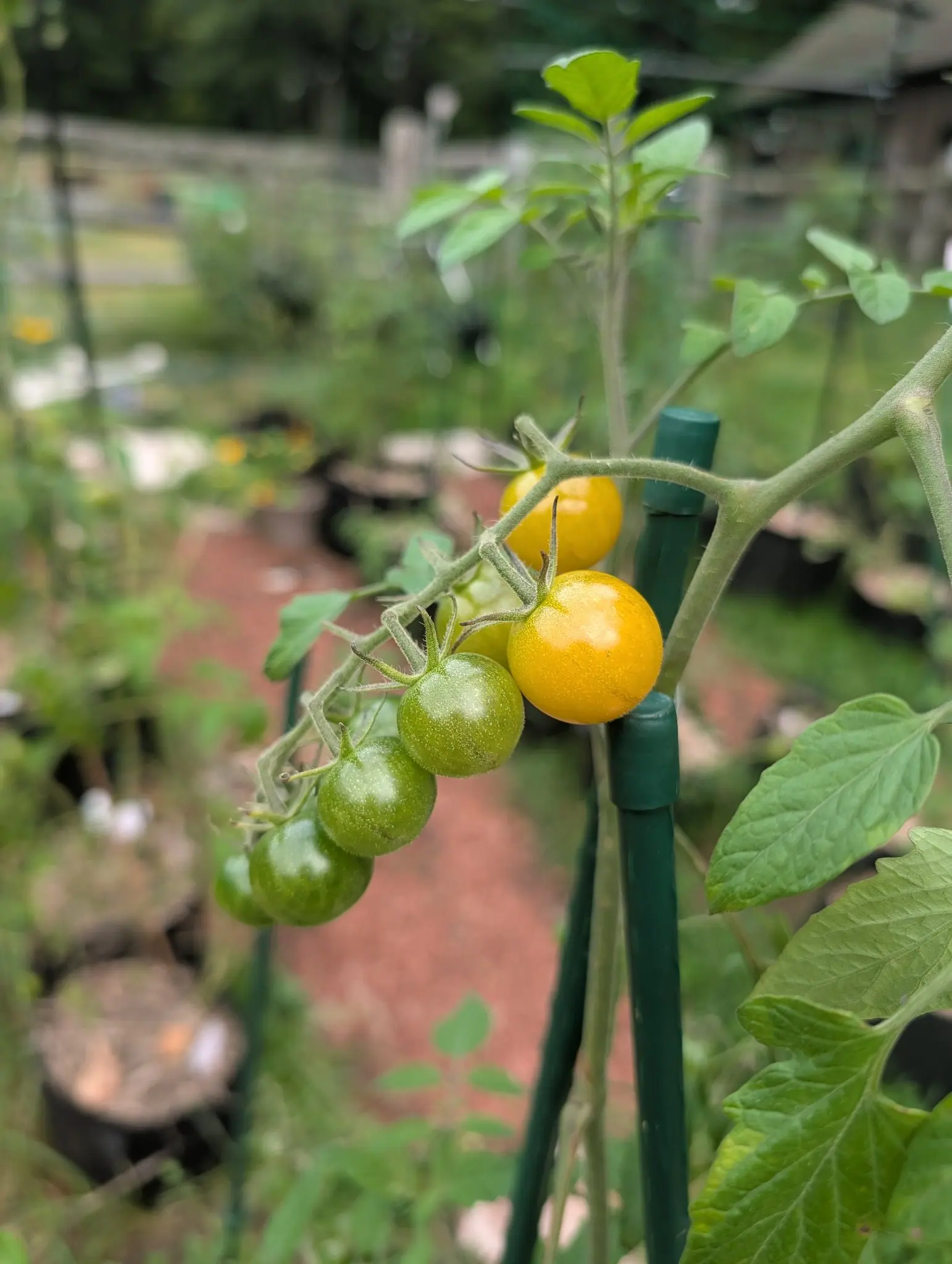 Sun Sugar tomatoes ripening on 16 September, six fruits along one zig-zag truss graded from two glossy golden yellow-orange at the branch end to three still matte green at the tip. Soft overcast light, no shadows.