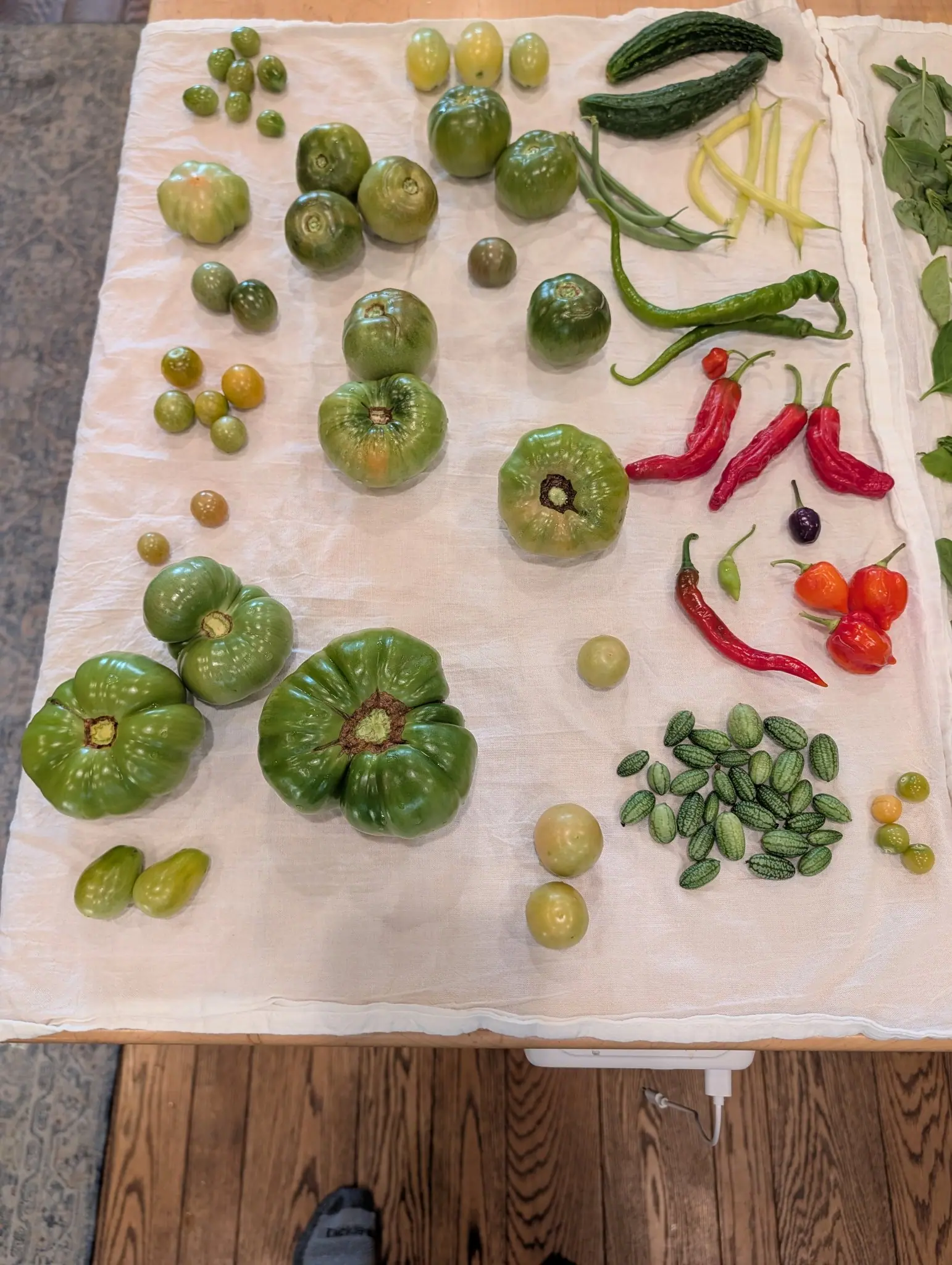 A whole picking laid out in separated groups on a cream cloth on 16 September, the three deeply pleated green fruits at lower left wearing pale corky stars at the stem scar, one just blushing orange, under flat indoor daylight.