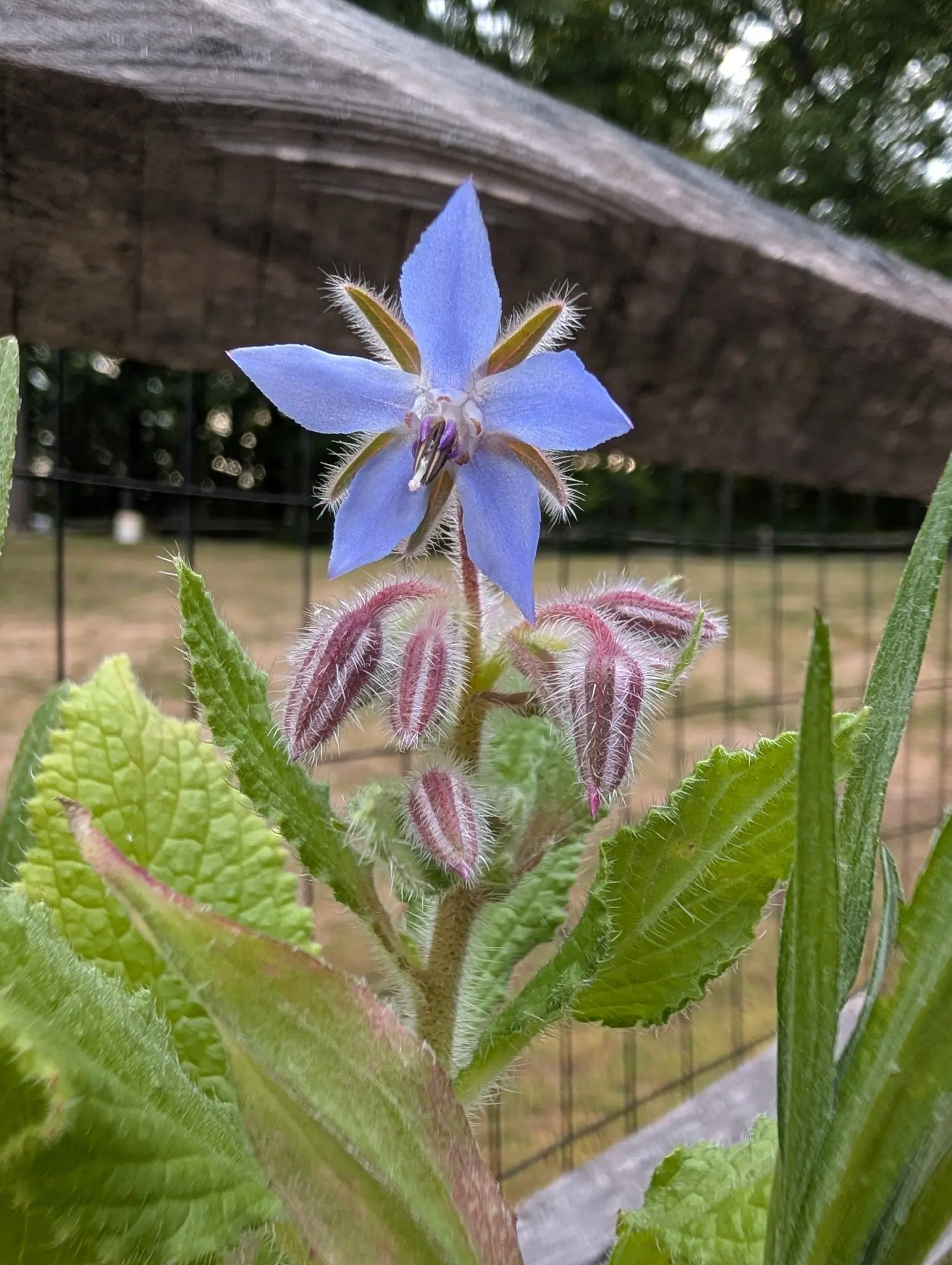 A five-pointed star of pale sky blue opens on 17 September, its center a white ring around a purple-black cone of anthers, with five or six nodding buds below striped rose and maroon under dense white hairs. Overcast light, a weathered gray rail behind.