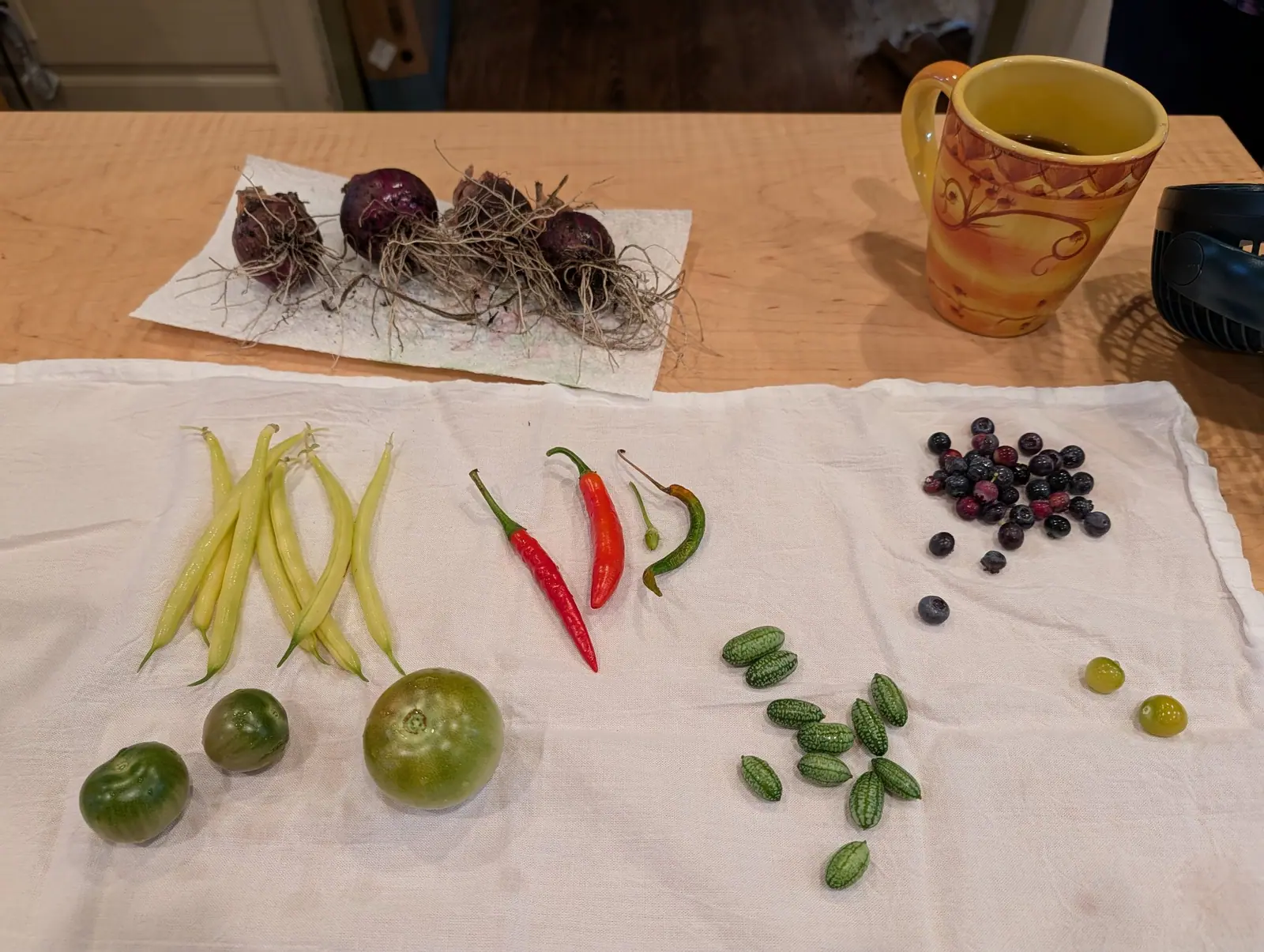An indoor harvest spread across a white flour-sack towel on 17 September, the four purple-red bulbs at upper left still trailing tangled pale roots flecked with dry soil on a folded paper towel, under warm low-contrast kitchen light.