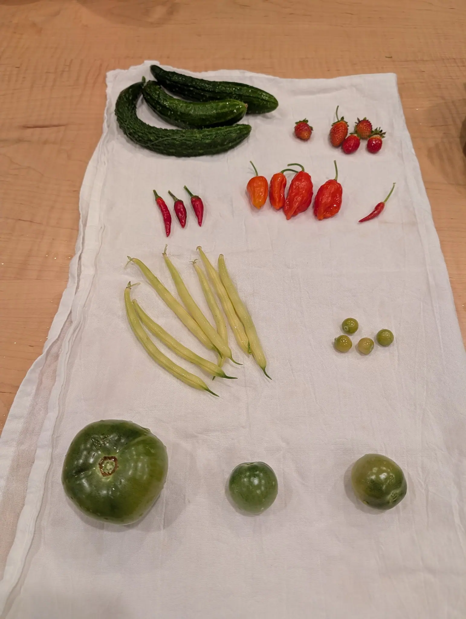 An indoor harvest laid out in rows on a white cloth on 17 September, the warty dark green fruits at the top still beaded with water while one of the six red berries below keeps a pale orange shoulder; warm overhead light, soft shadows.