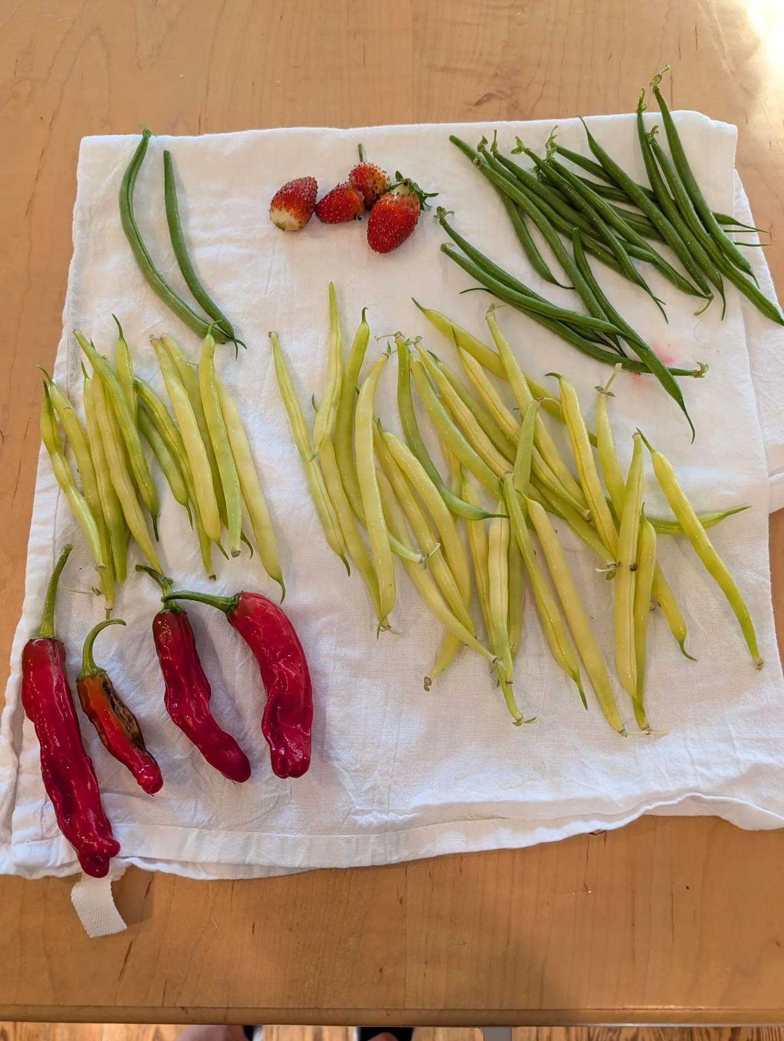 A harvest sorted on a white flour-sack towel over pale maple on 18 September: fifty-odd butter-yellow pods in loose damp rows, some still half green, beside four tapering red fruits gone wrinkled and slack. Window light bare on the wood at upper right.