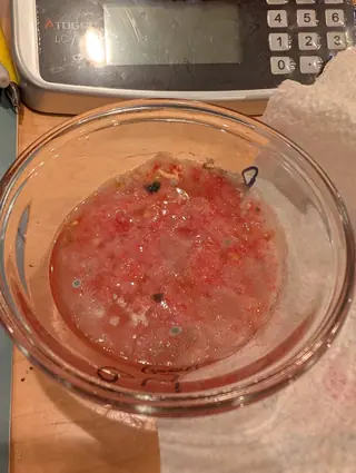 Saved seed pulp on 20 September, a shallow finger-deep layer of crushed red flesh, gel and pale flat seeds in a clear glass bowl under a wrinkled white film dotted with blue-gray and near-black spots. Hard indoor light glares off the wet surface beside a kitchen scale.