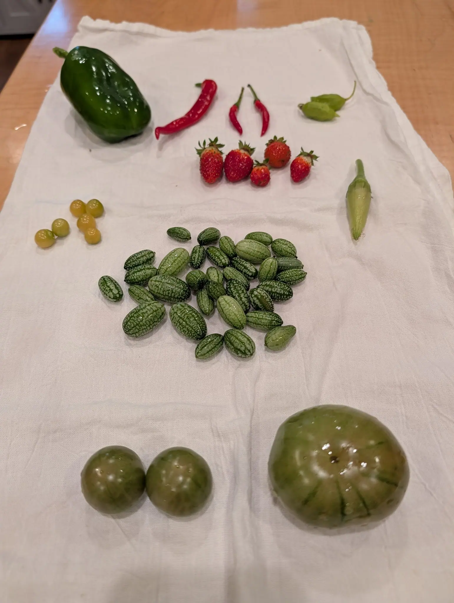 An indoor harvest on 20 September, grouped on a white cotton towel: at the center a heap of some forty glossy ovals, striped and mottled dark over pale green, each barely wider than the red berries above them. Soft overhead light catches every damp skin.