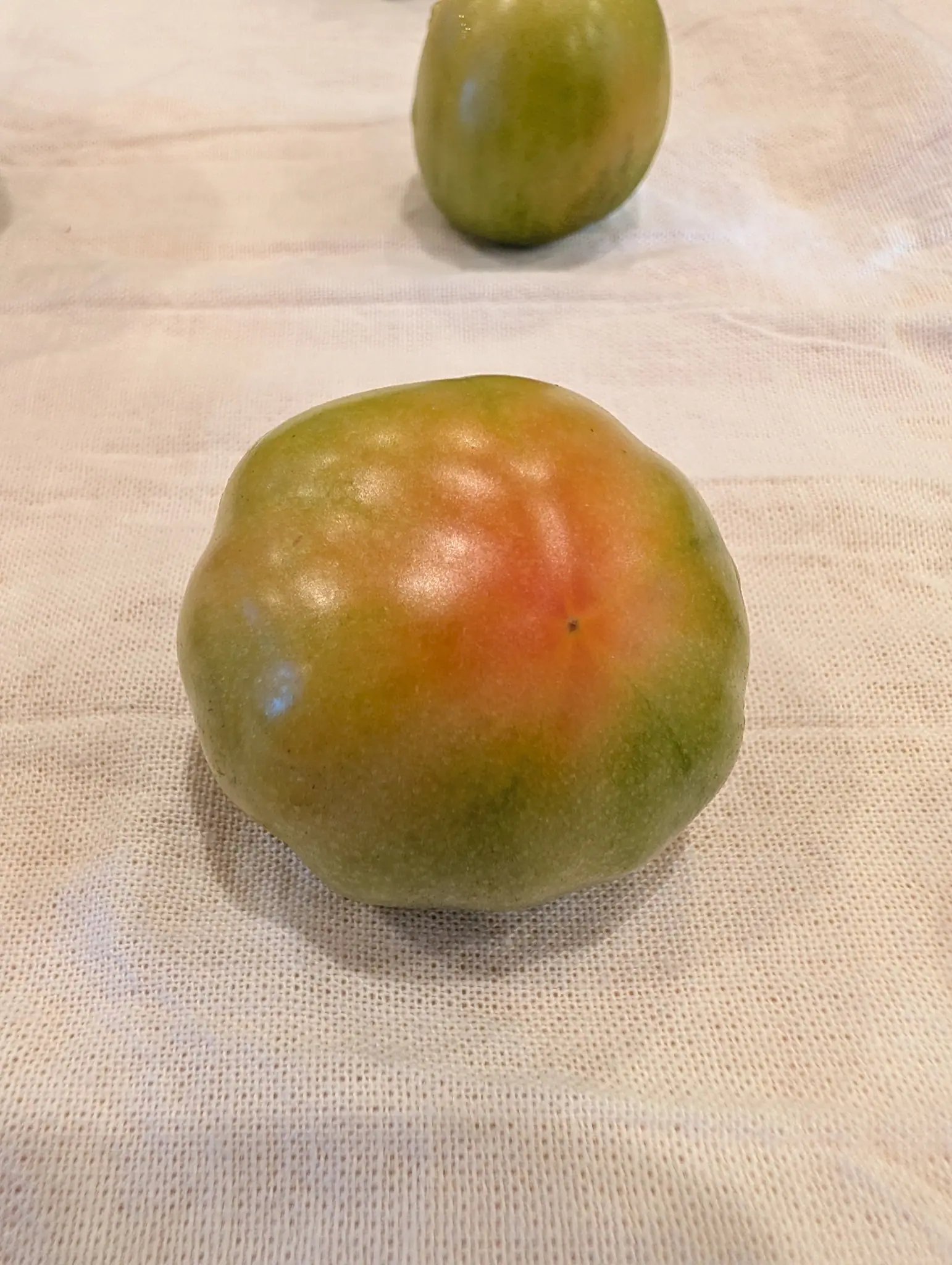 Rosso Sicilian tomatoes on 21 September, the front fruit squat and softly lobed at the shoulder, turning from pale green through gold into an orange-red blush that radiates out from the tiny blossom-end scar. Warm indoor light on woven cotton cloth.