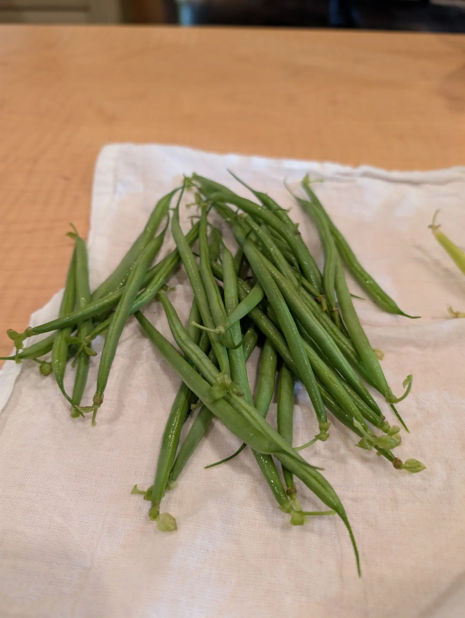 Tavera filet beans picked on 21 September, nearly every slender pod still wearing its five-lobed calyx and a shriveled flower remnant at the stem end, one fine thread-like tail trailing at lower right. Soft warm indoor light, rinse droplets on a white towel.