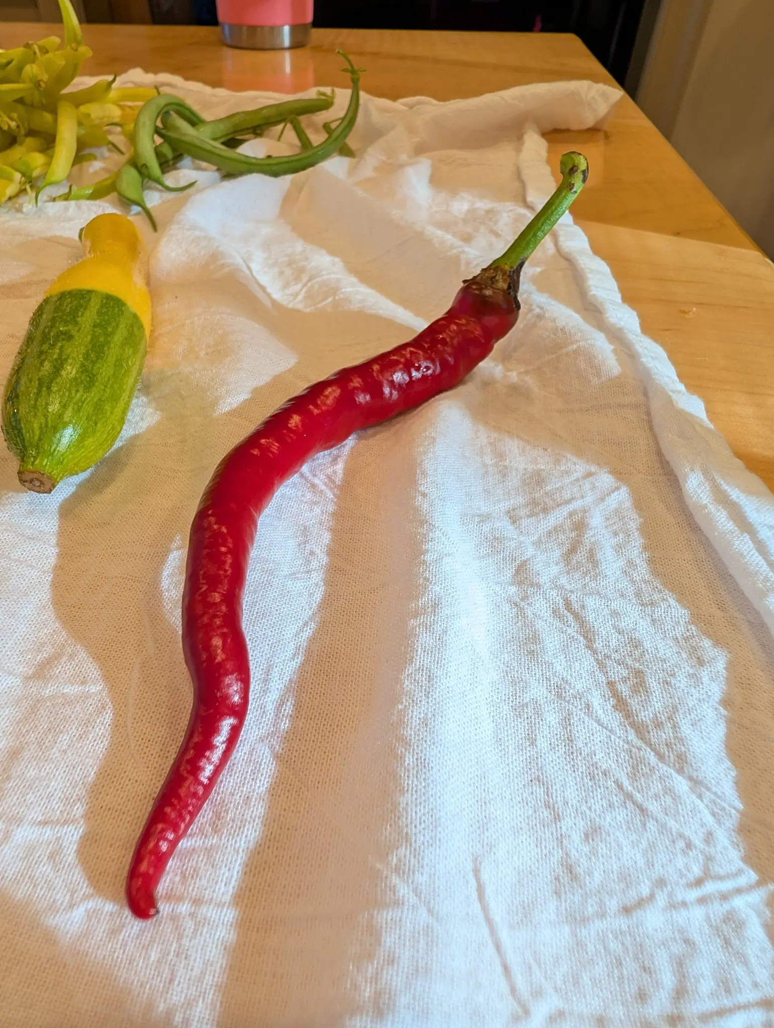 A Sweet Sivri pepper on 21 September, ripened glossy deep red and S-curved, its tip hooking slightly and its thick pale-green stem angled sharply up from the shoulder. Warm low light from the left throws soft shadows across the towel.