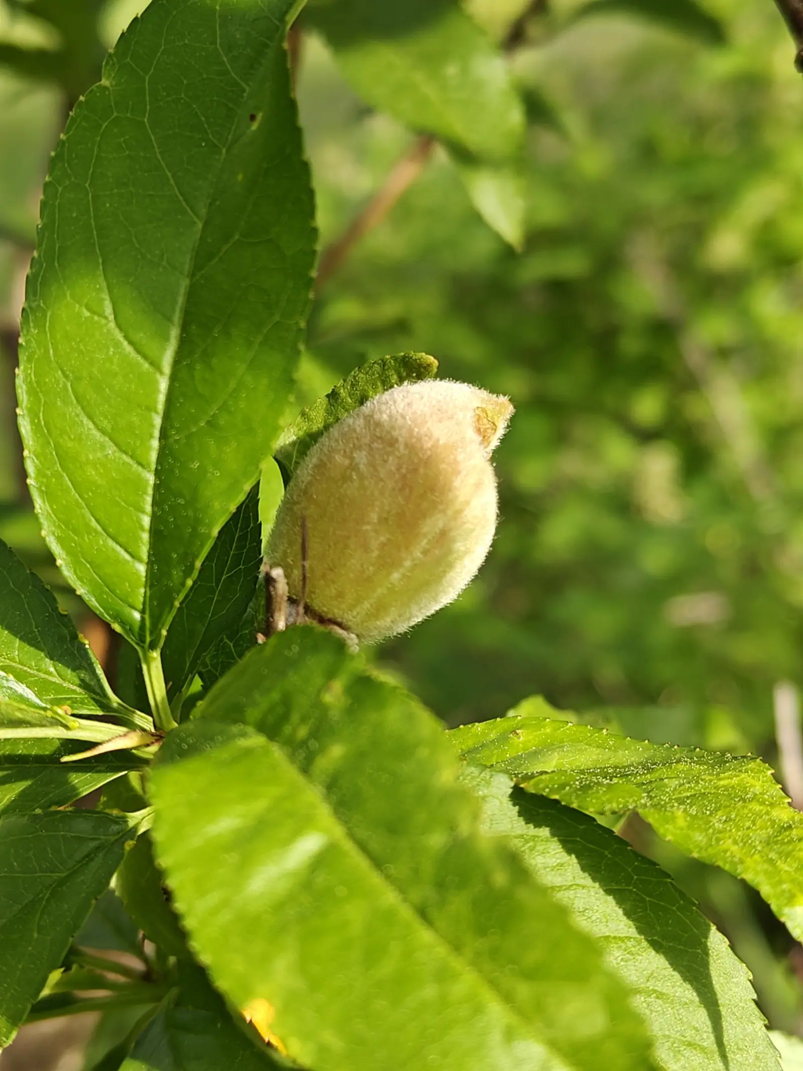 A young peach on 6 June, cream-green with a warm tan blush along one flank and a suture groove down its near face, its whole surface a standing white nap of hairs that the direct sun picks out one by one against the dark of the canopy.