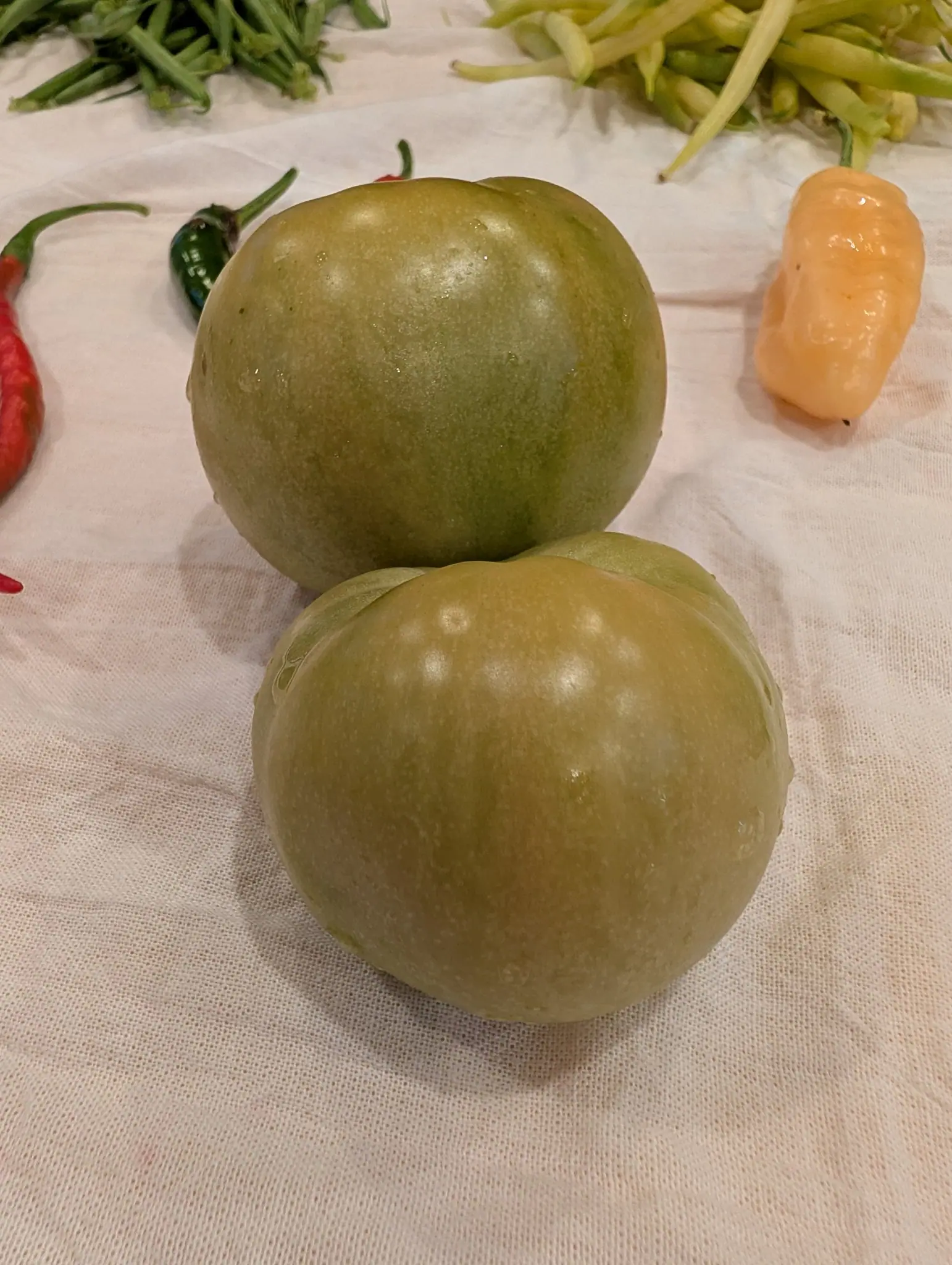 Two round, slightly flattened fruits, unripe on 21 September, skin pale green with a yellow blush and finely stippled with paler flecks, shoulders softly ribbed and lobed. Soft indoor light glosses them on a rumpled white cloth beside beans and chiles.