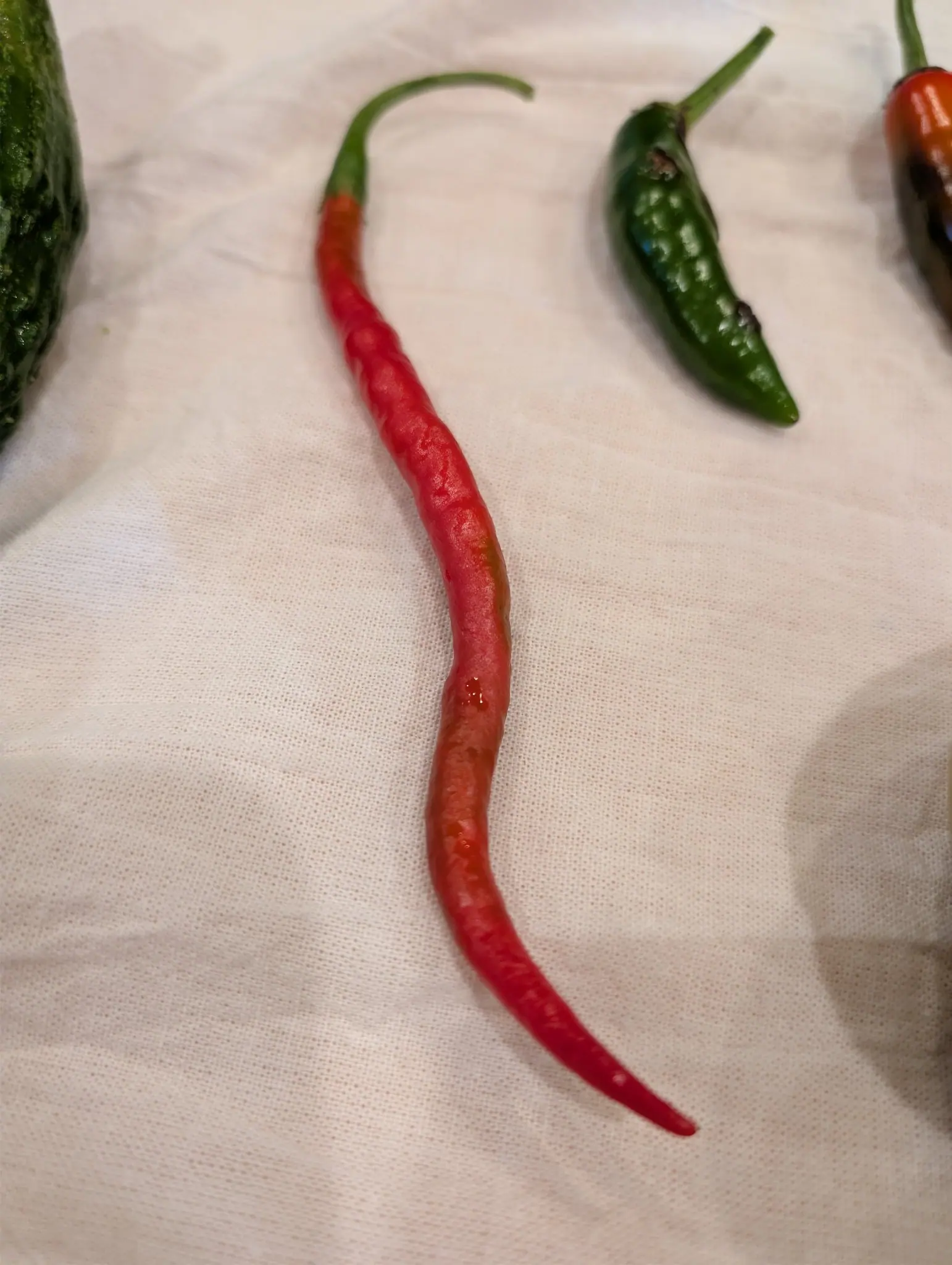 Gong Bao (Kung Pao) peppers on 21 September, one glossy scarlet pod curving in a shallow S to a fine whip-like point, its stem hooked sharply back, a green blush still on one flank. Soft warm indoor light on white woven cloth.