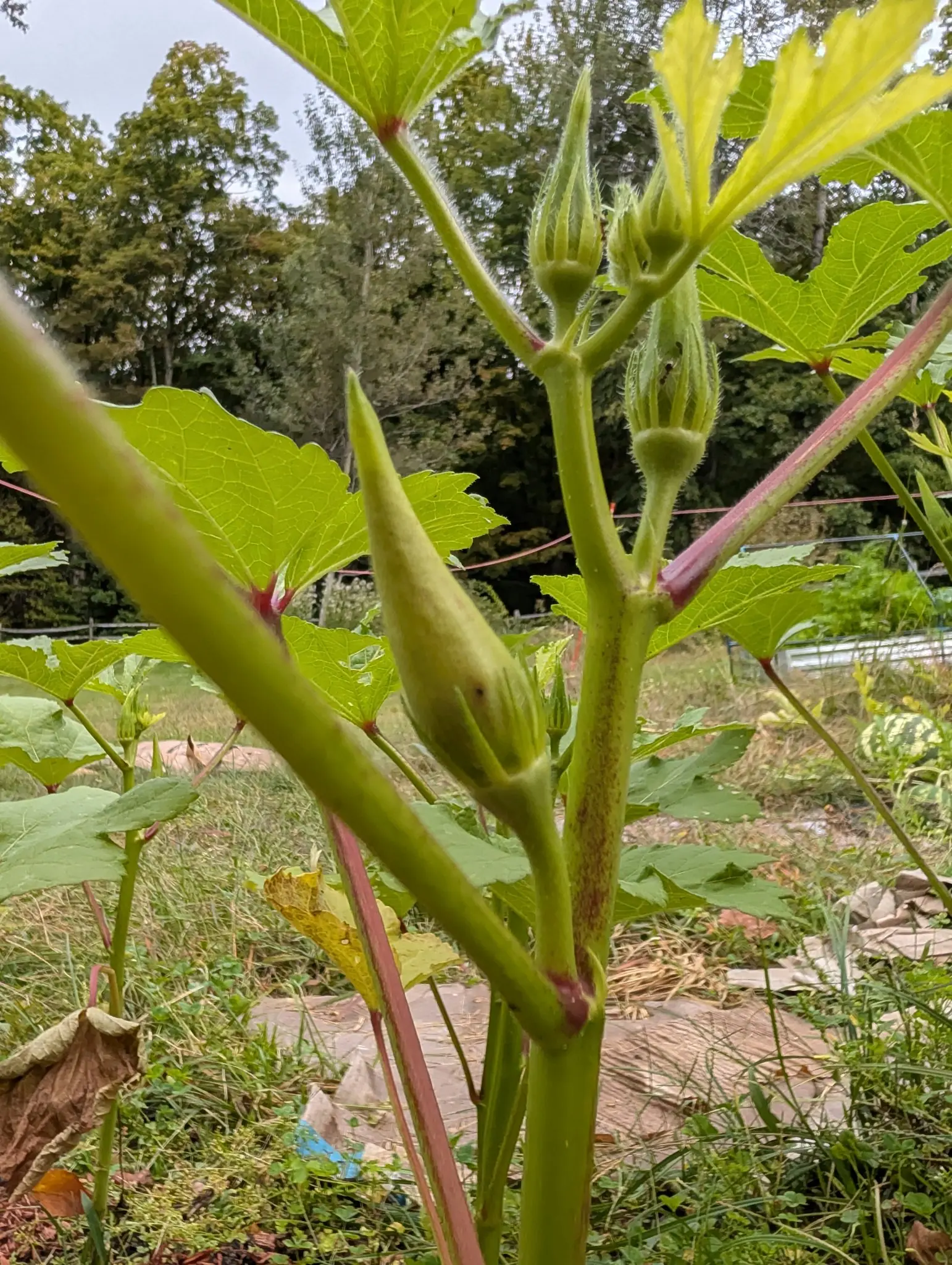 Clemson Spineless 80 okra on 22 September, one ridged pale yellow-green pod standing upright against a red-flushed stem with three or four plump buds above it, one nearly open. Soft shadowless light under flat gray overcast.