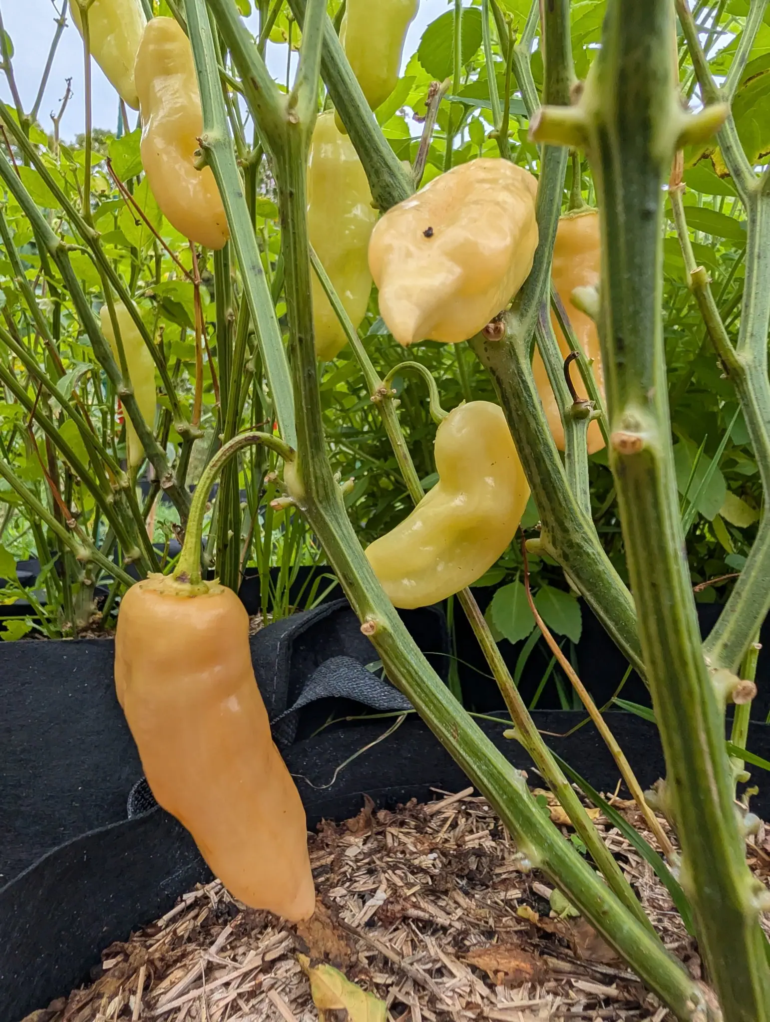 Sugar Rush Peach peppers on 22 September, about ten fruit hanging pendant from the nodes, most still pale butter cream and slightly translucent with soft wrinkled lobes while one at lower left has swollen to peach orange. Flat overcast light, dry throughout.