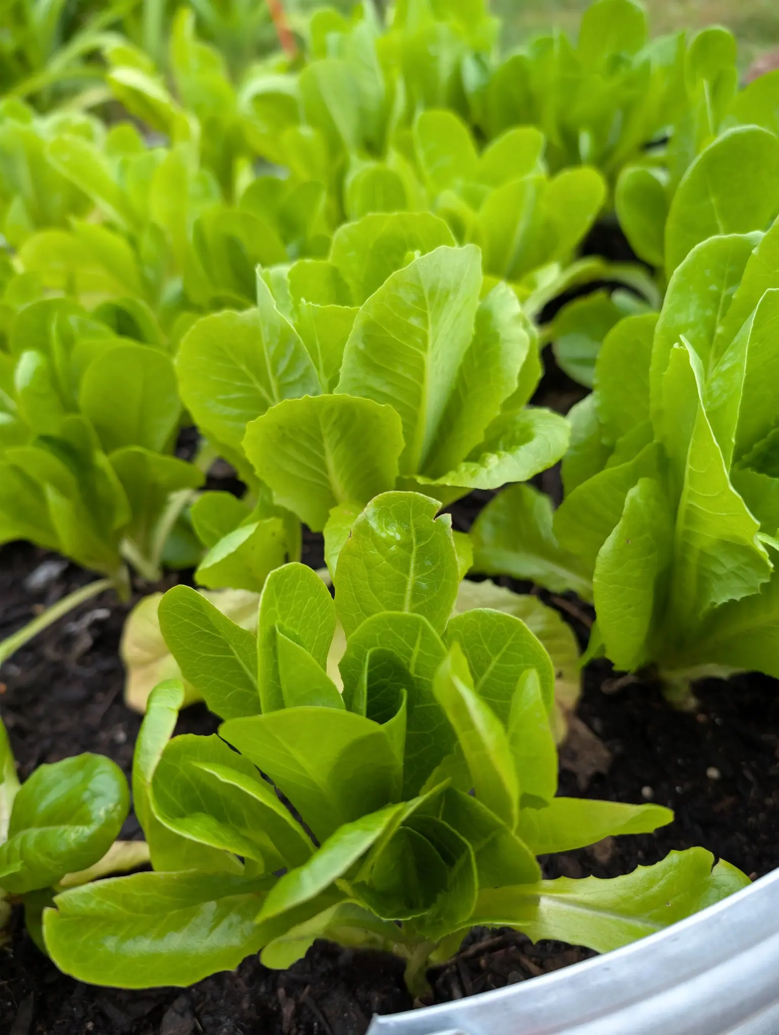 Parris Island Cos lettuce on 22 September, eight or so half-grown rosettes packed close, their broad crumpled leaves lifting upright around wide pale midribs but not yet closing into hearts. Flat overcast light, soil dark and damp.