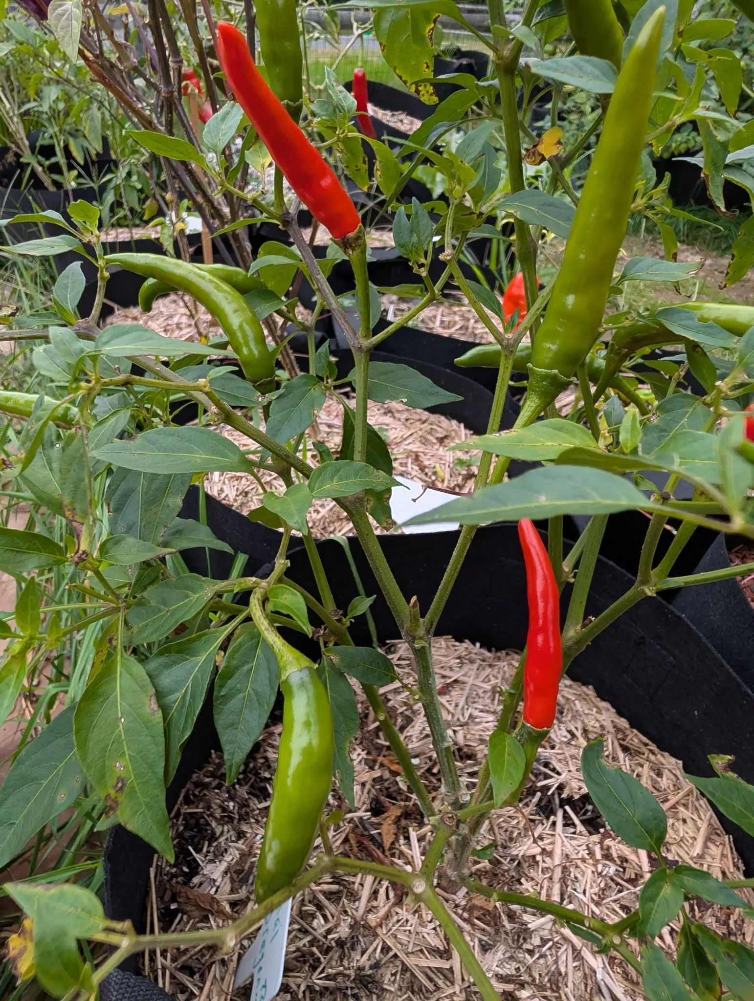 Thai Dragon peppers on 22 September, mid harvest with roughly five scarlet pods and five still glossy green, the largest red one angling up and out while another hangs tip down. Flat overcast light keeps the color saturated.