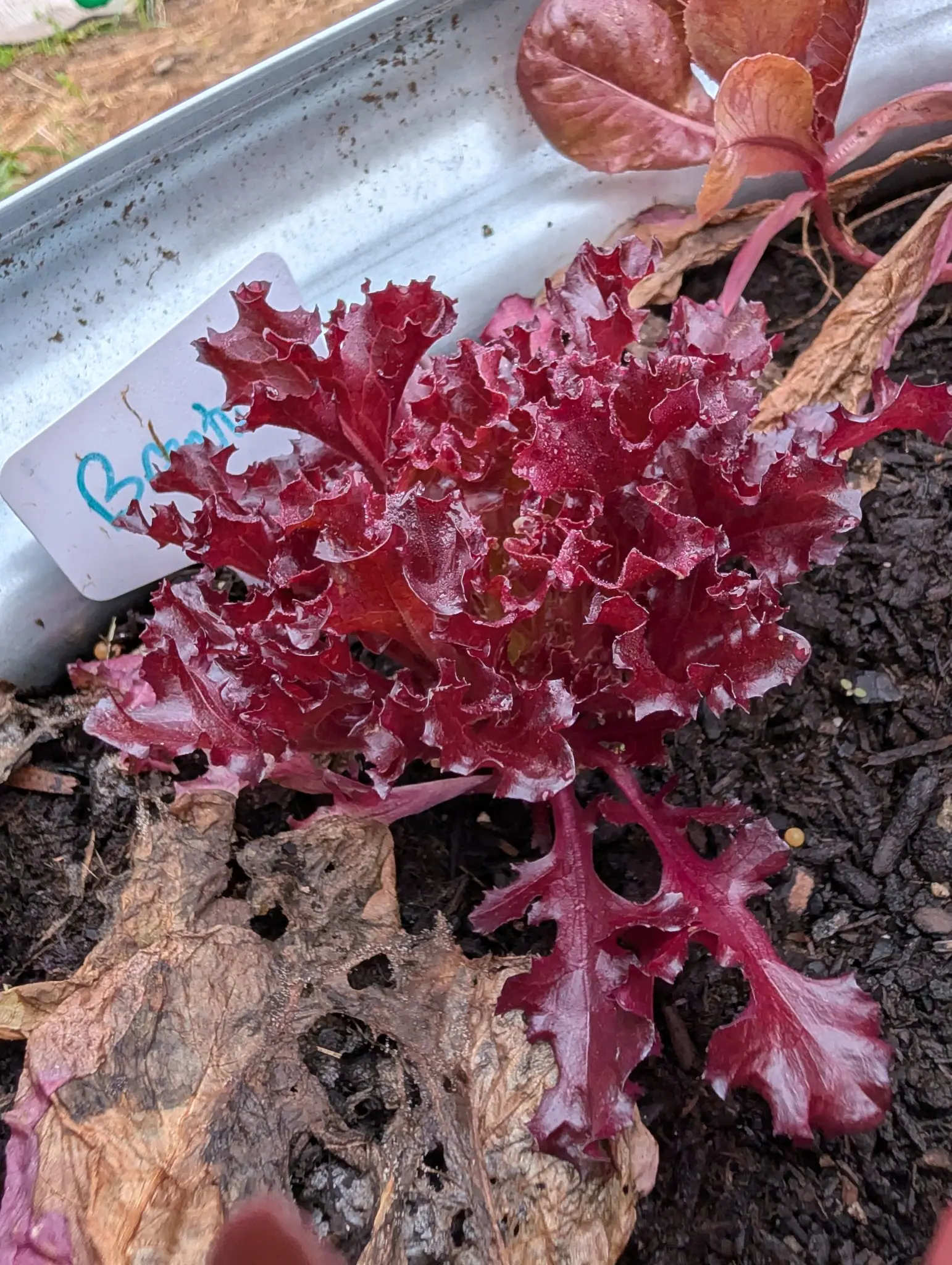 Brentwood lettuce on 22 September, a young loose-leaf rosette no wider than a hand span, its fifteen or so sessile leaves fanning from pale pink midribs into near-black burgundy frilled margins. Dew beads on every surface under flat overcast light.